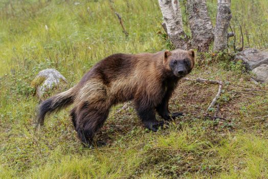 Wolverine standing in a lush green forest, showcasing its distinctive fur patterns in a natural habitat.