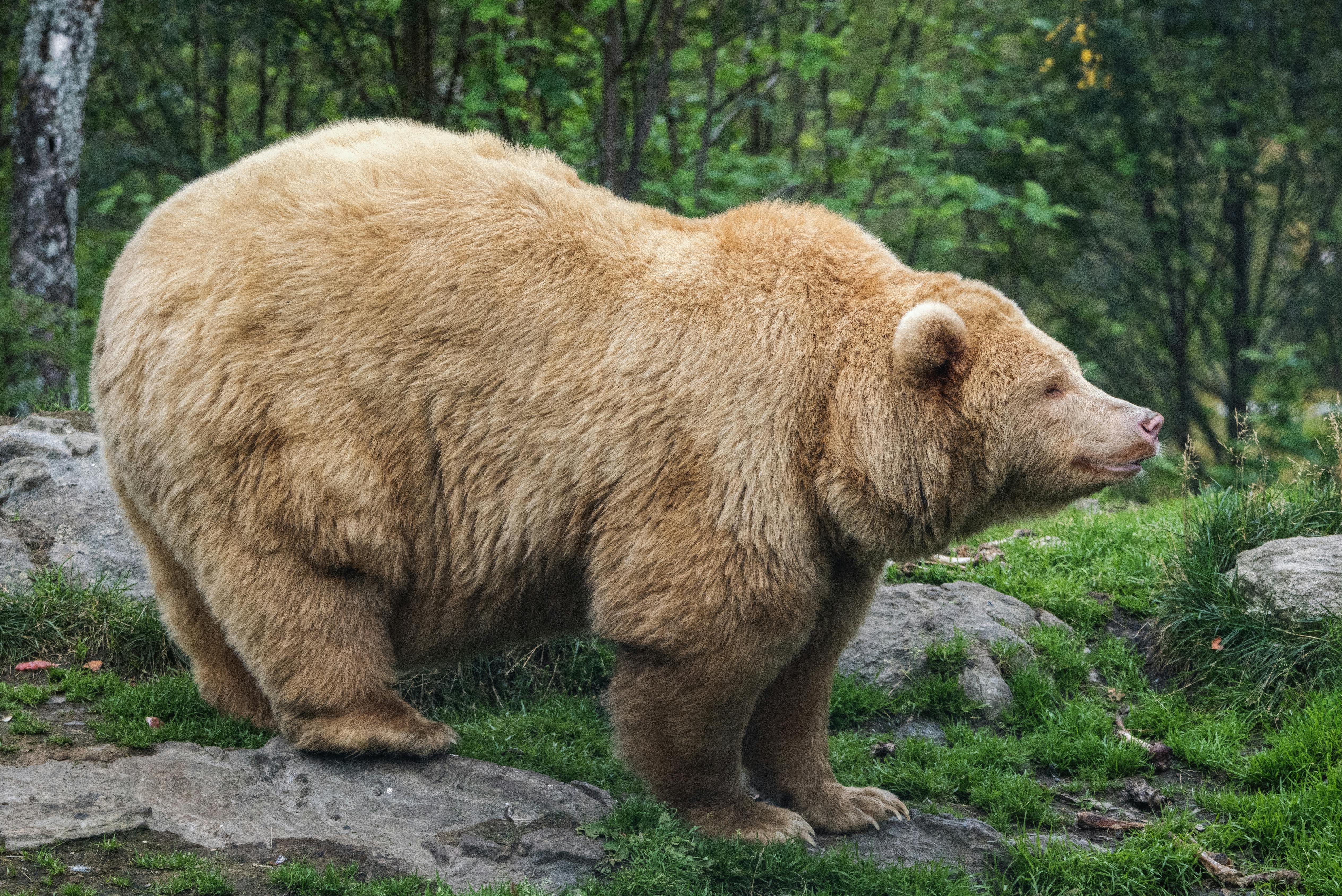 Bear Greg - Songs Of Earth And Power 02 The Serpent Magel