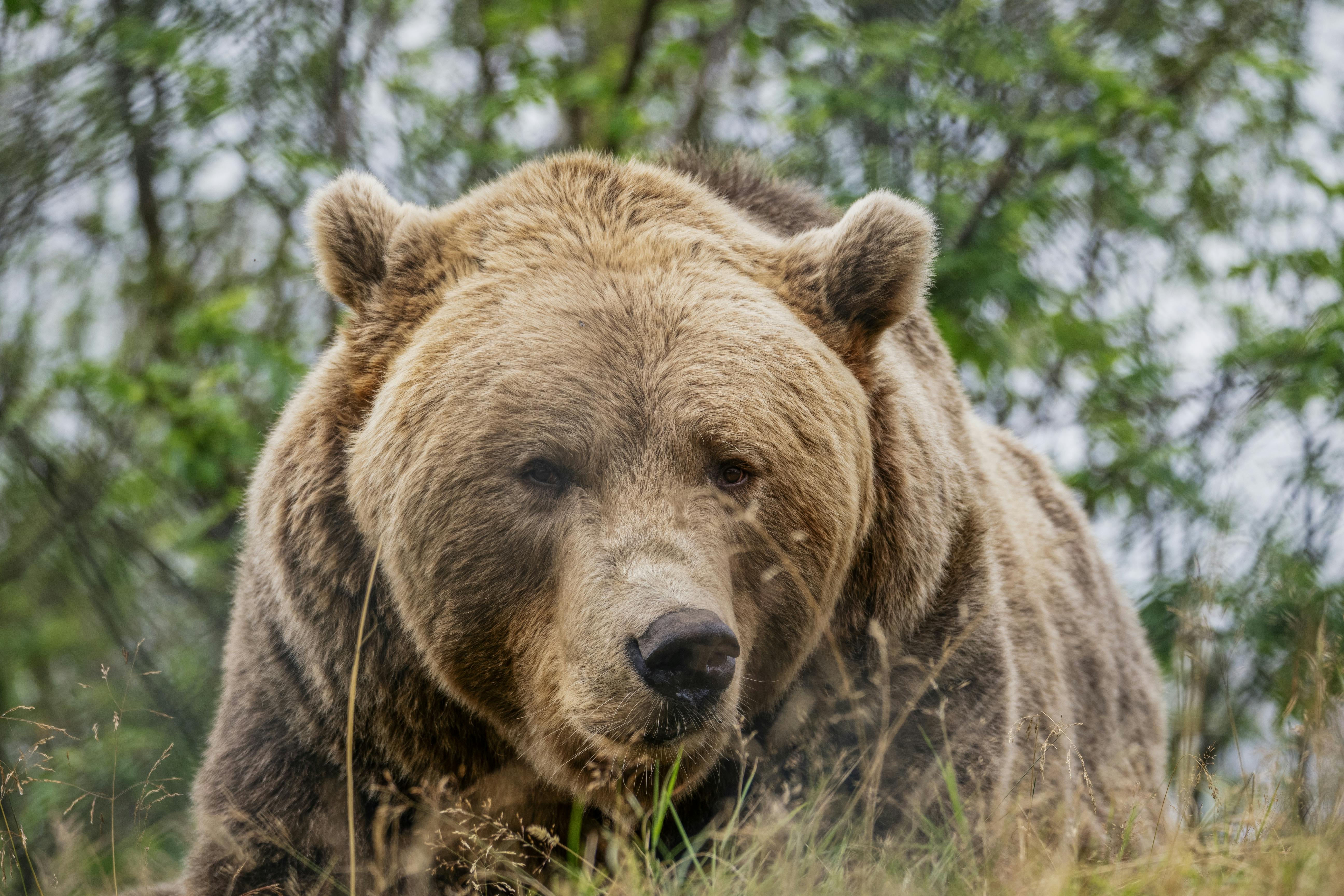 Bear Greg - Songs Of Earth And Power 01 The Infinity Concertol