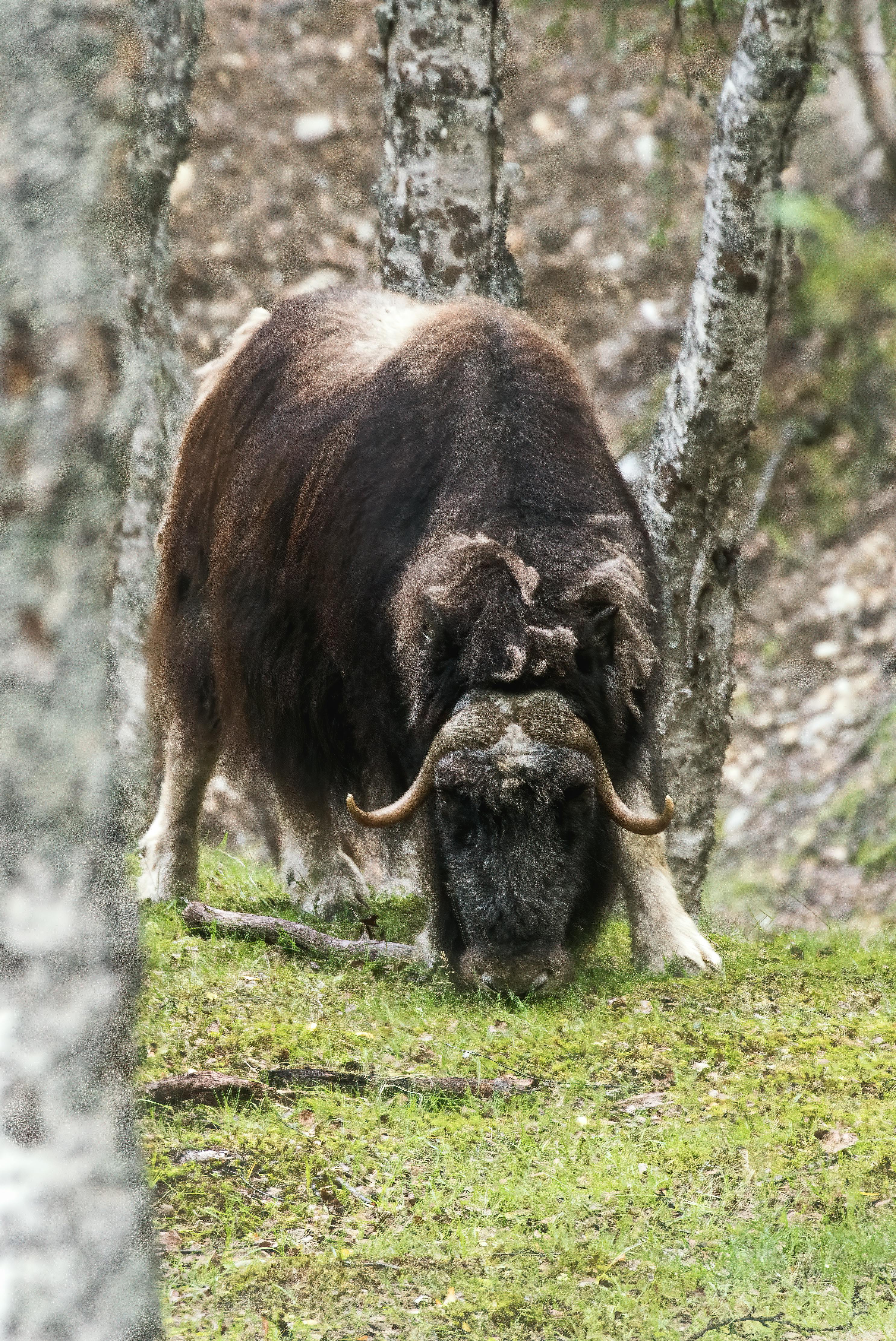 Gratuit Gros plan sur un bœuf musqué broutant dans une zone boisée, mettant en valeur son épaisse fourrure et ses cornes recourbées. Photos