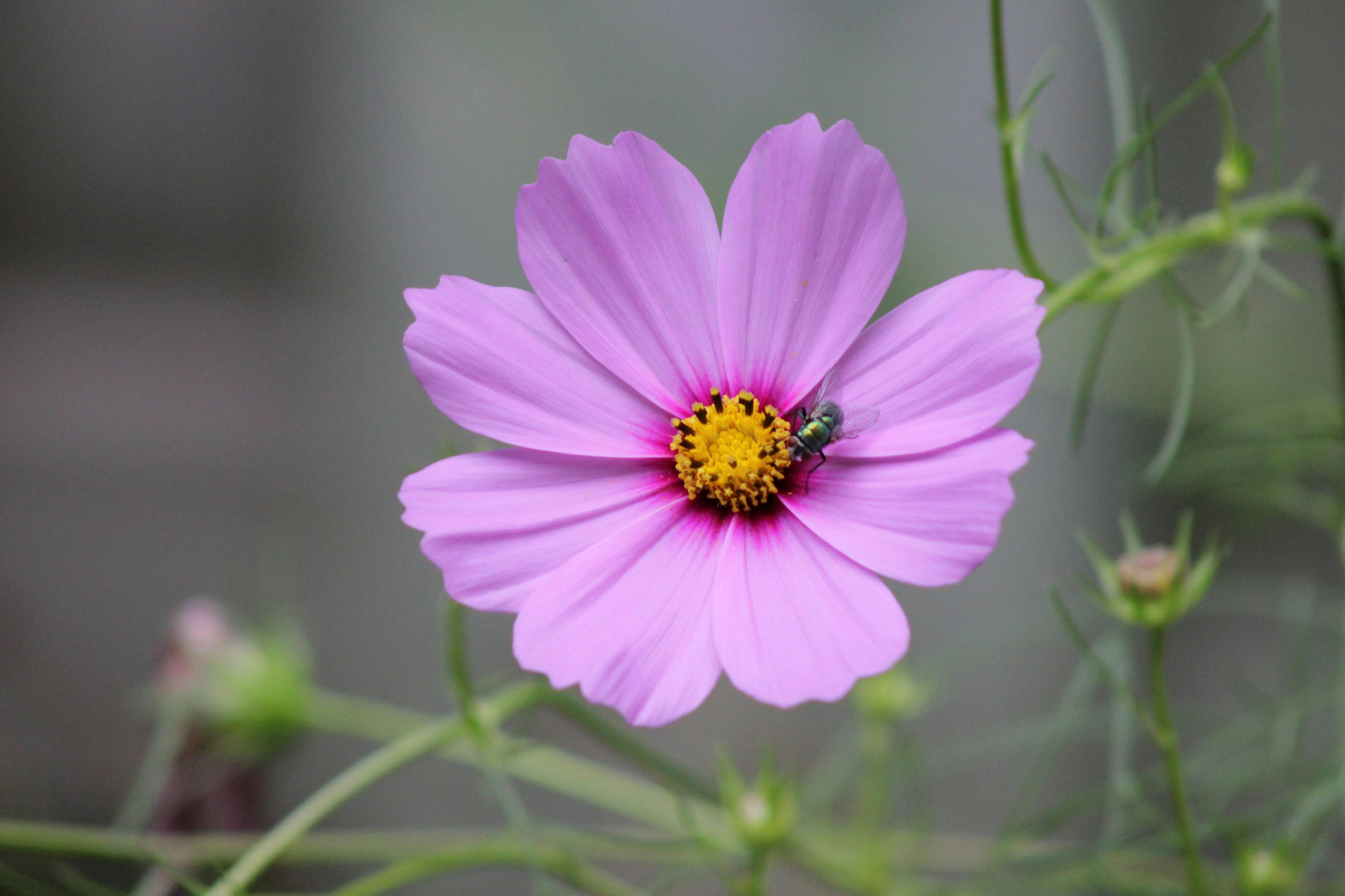 Close-up of a pink cosmos flower with a small green fly on its yellow center.