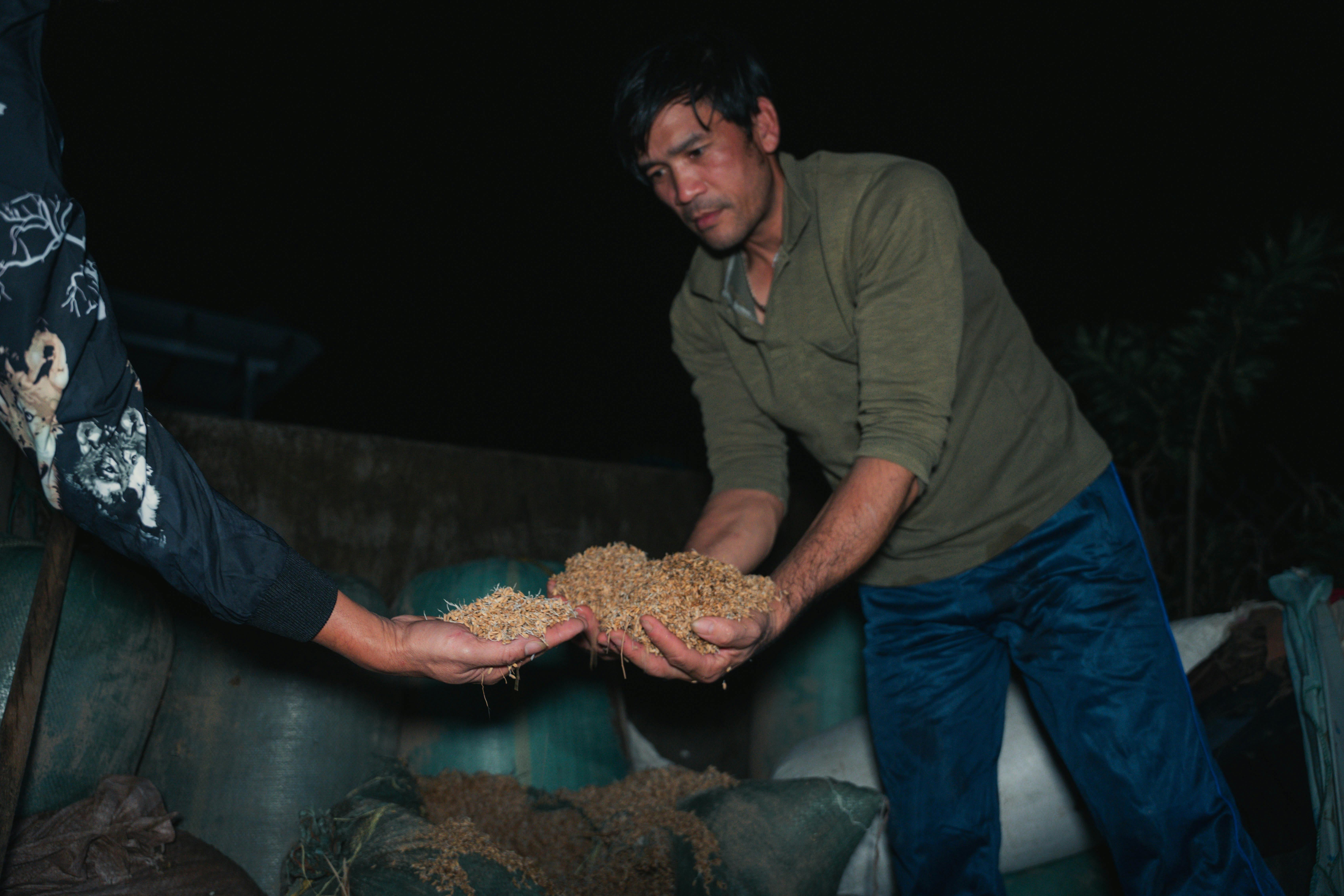 A farmer examines rice grains in Phú Yên, Vietnam during nighttime.
