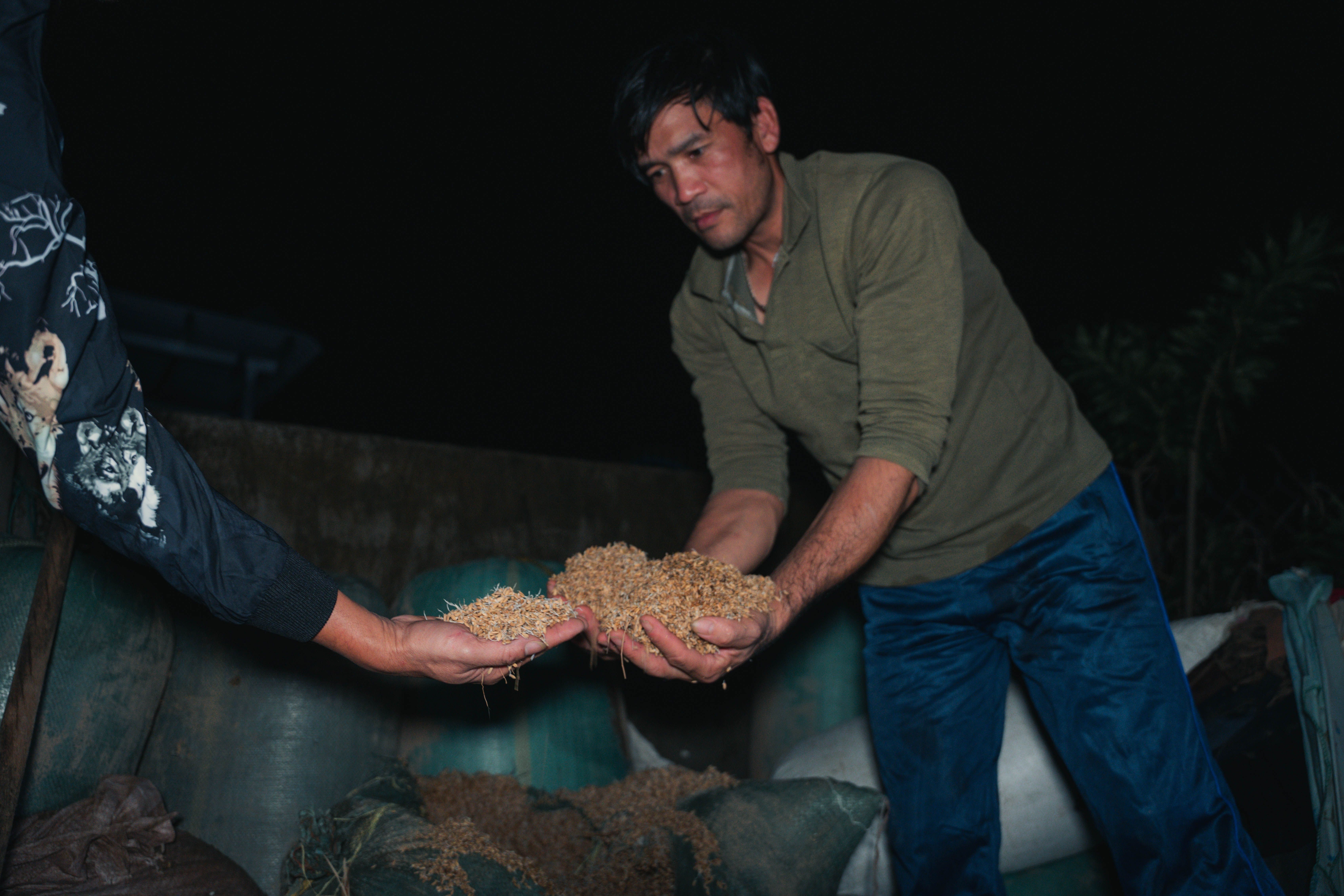 Rice Inspection Photos, Download The BEST Free Rice Inspection Stock ...