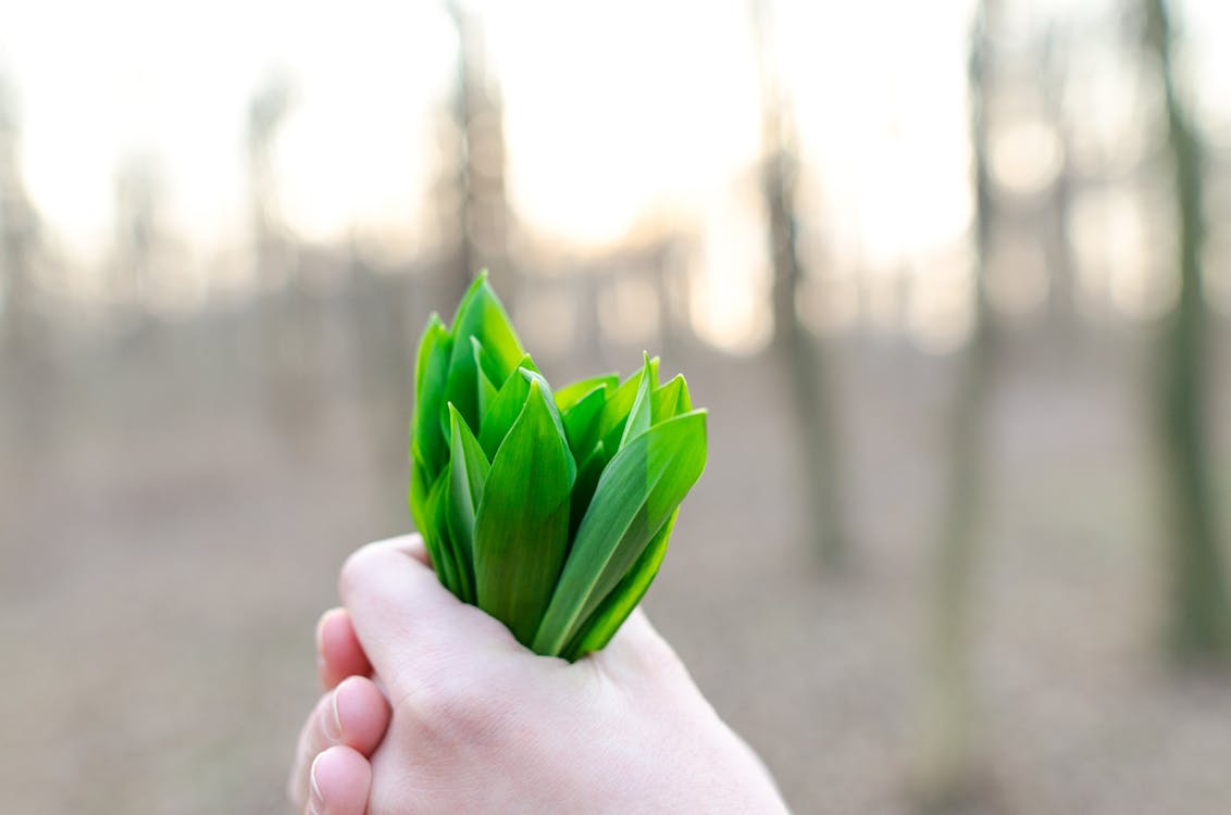 Free Green Leaves Stock Photo