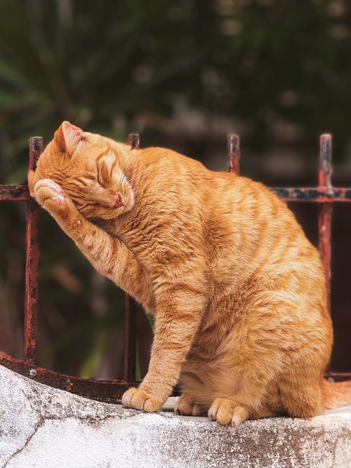 Free A serene ginger cat sits grooming itself against a rustic garden fence outdoors. Stock Photo