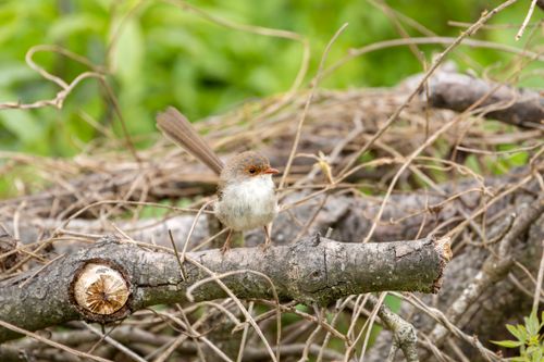 Free A superb fairy-wren perches on a branch at Culburra Beach, Australia. Stock Photo
