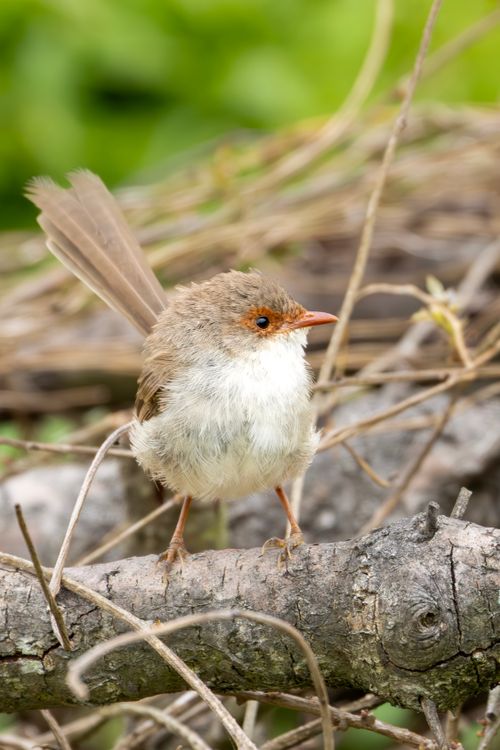 Free Superb Fairy-wren perched on a branch at Culburra Beach. Stock Photo