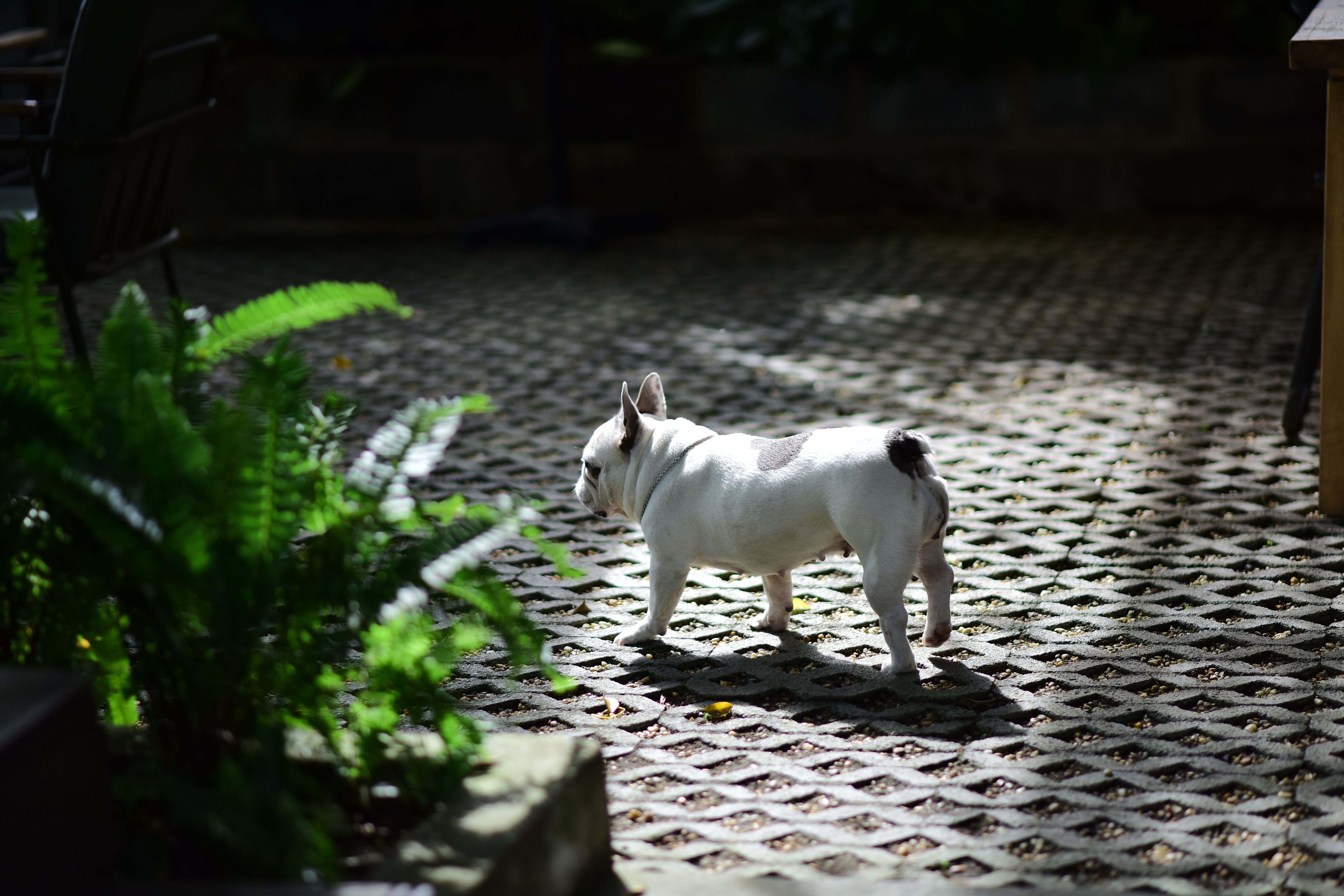 A playful French Bulldog strolling on a sunlit patterned patio with green ferns nearby.