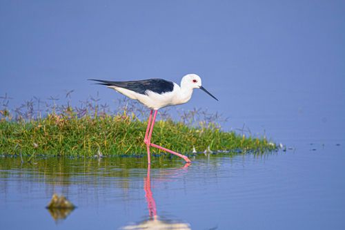 Free A black-winged stilt walks gracefully through calm blue water. Stock Photo