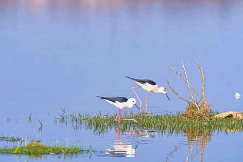 Free Two black-winged stilts wade through tranquil blue waters in a peaceful wetland scene. Stock Photo