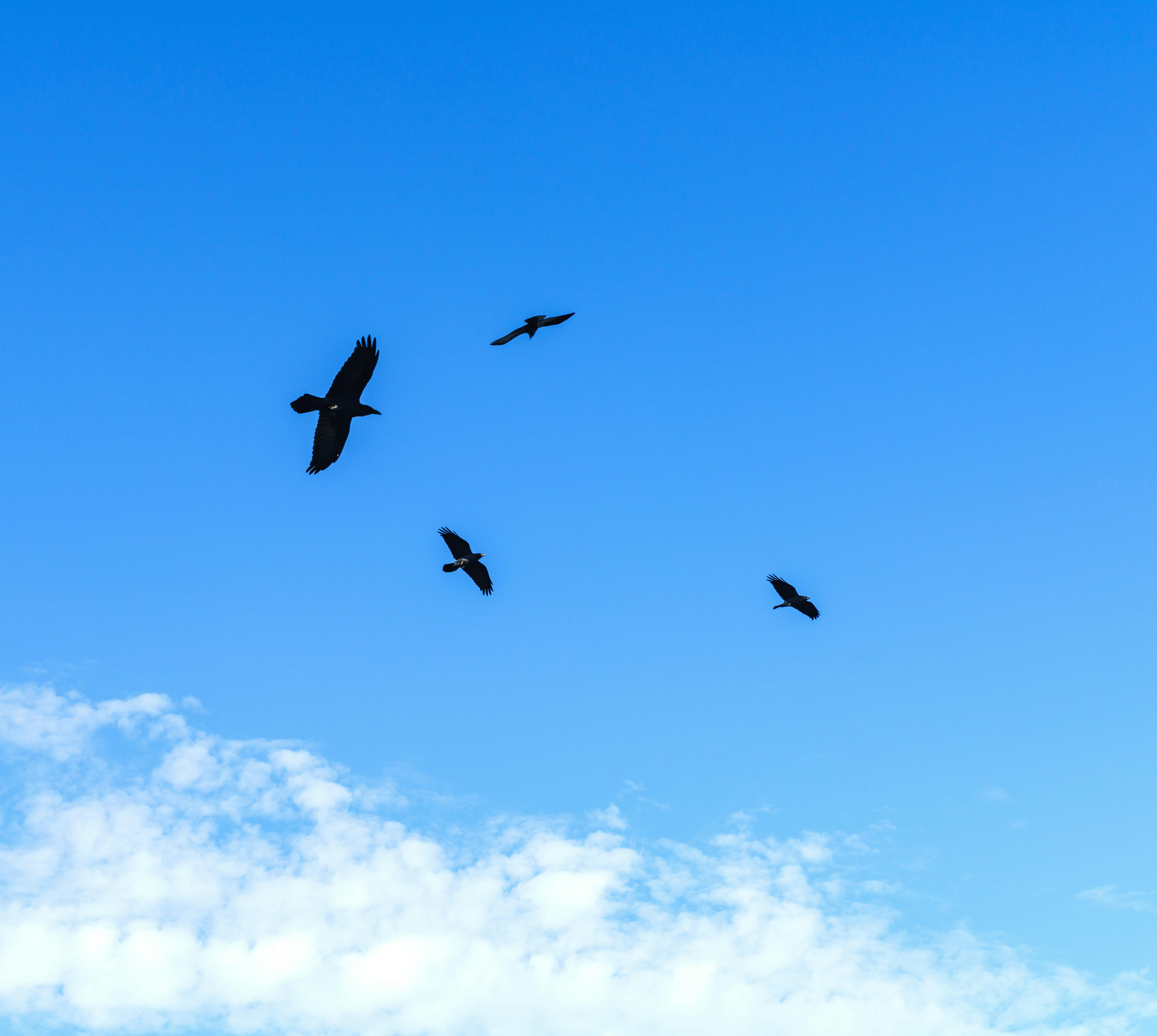 Hidden Secrets of Wildlife Migration