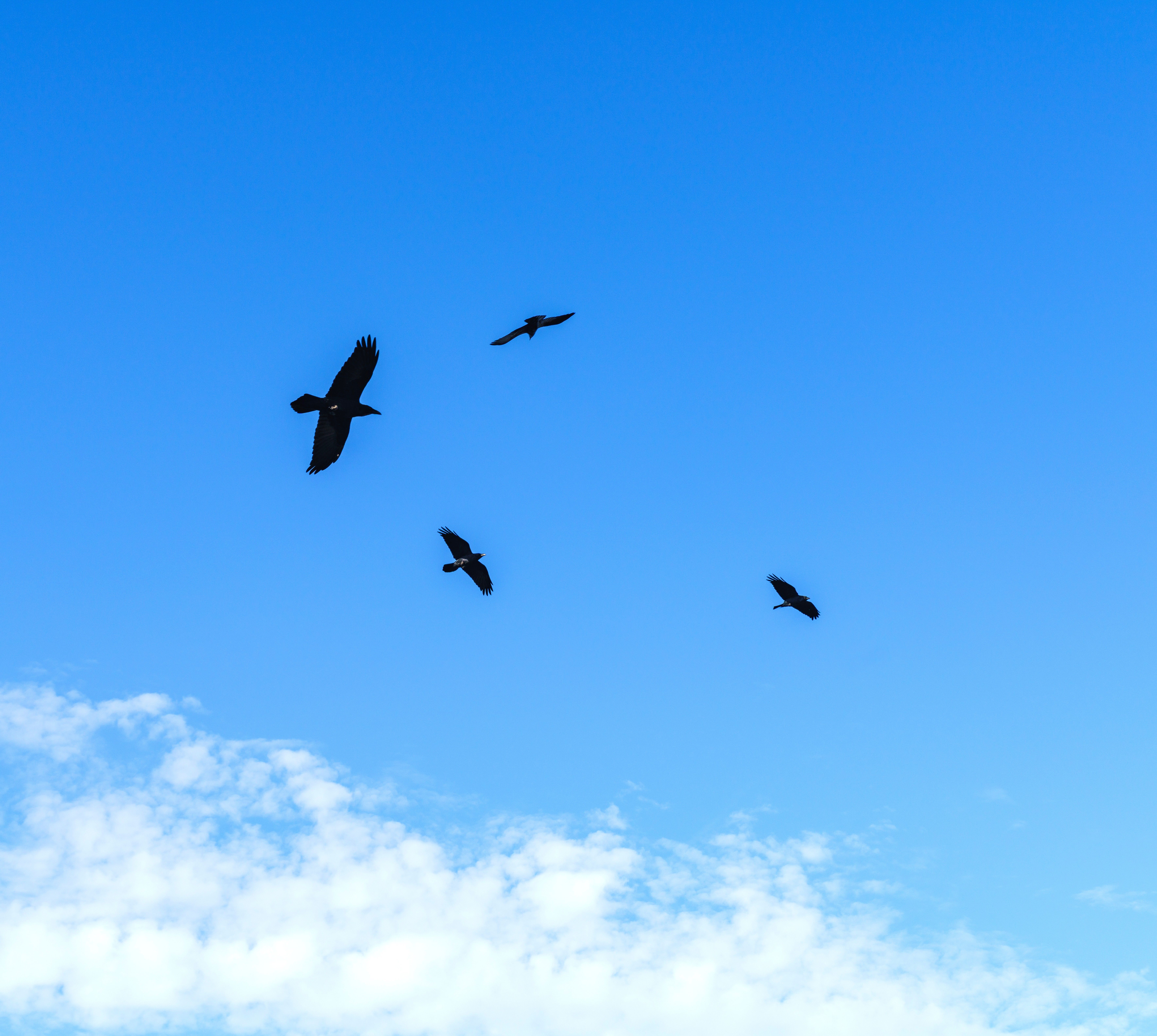 Group of Birds Soaring in Clear Blue Sky · Free Stock Photo