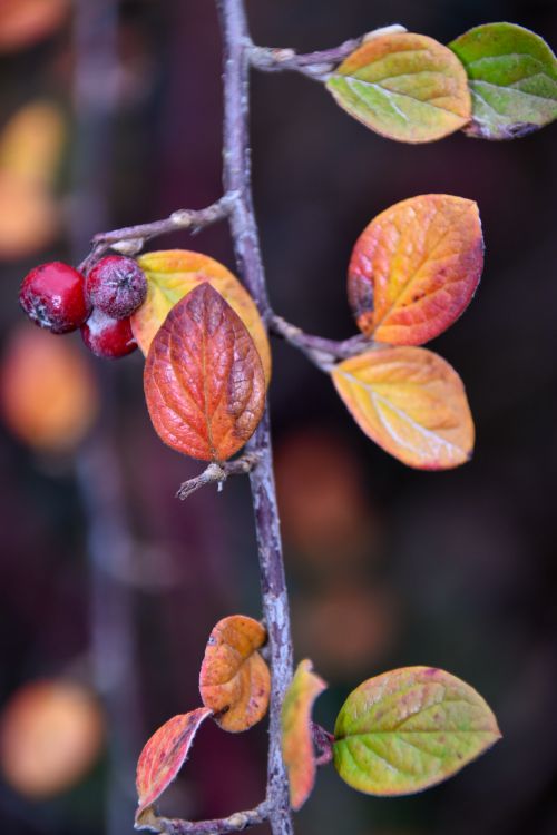 Free Close-up of colorful autumn leaves and red berries on a branch. Stock Photo