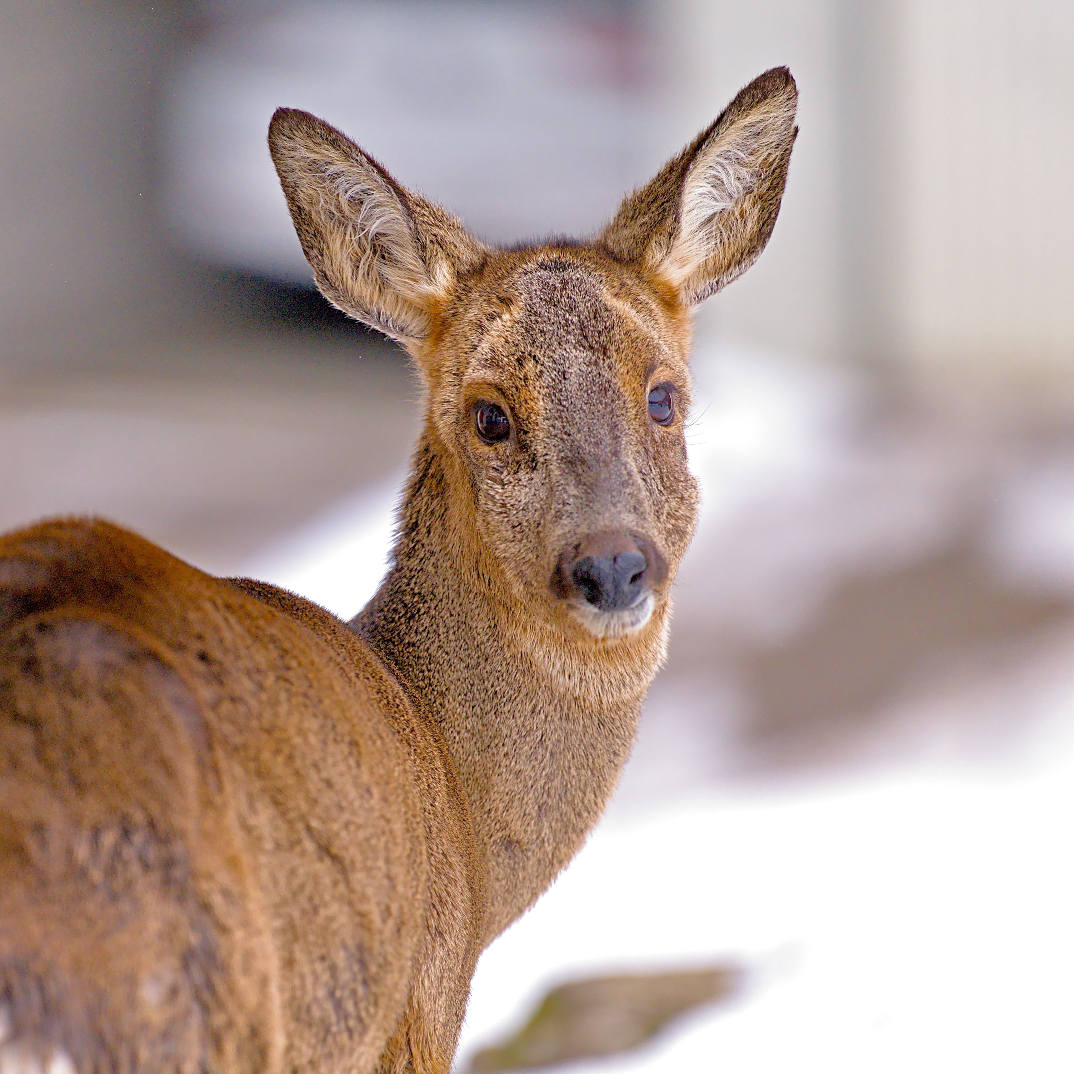 Close-Up of a Roe Deer in Winter · Free Stock Photo