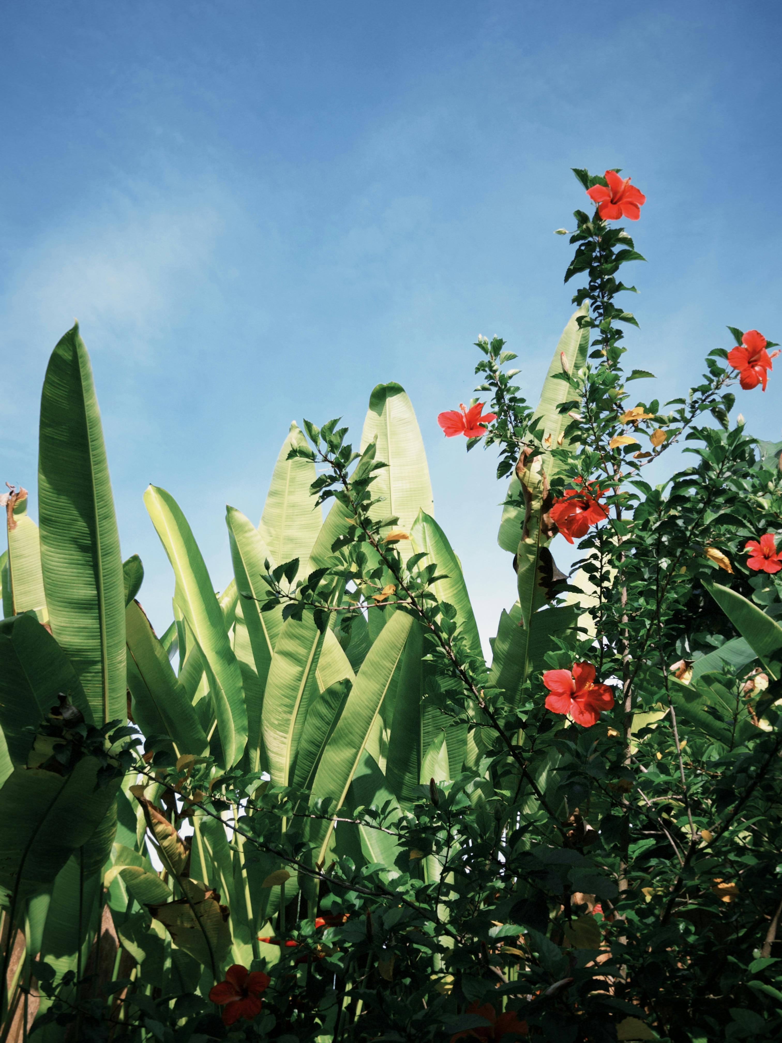 Lush tropical plants featuring banana leaves and red hibiscus under a clear blue sky, inviting you to a summer paradise.