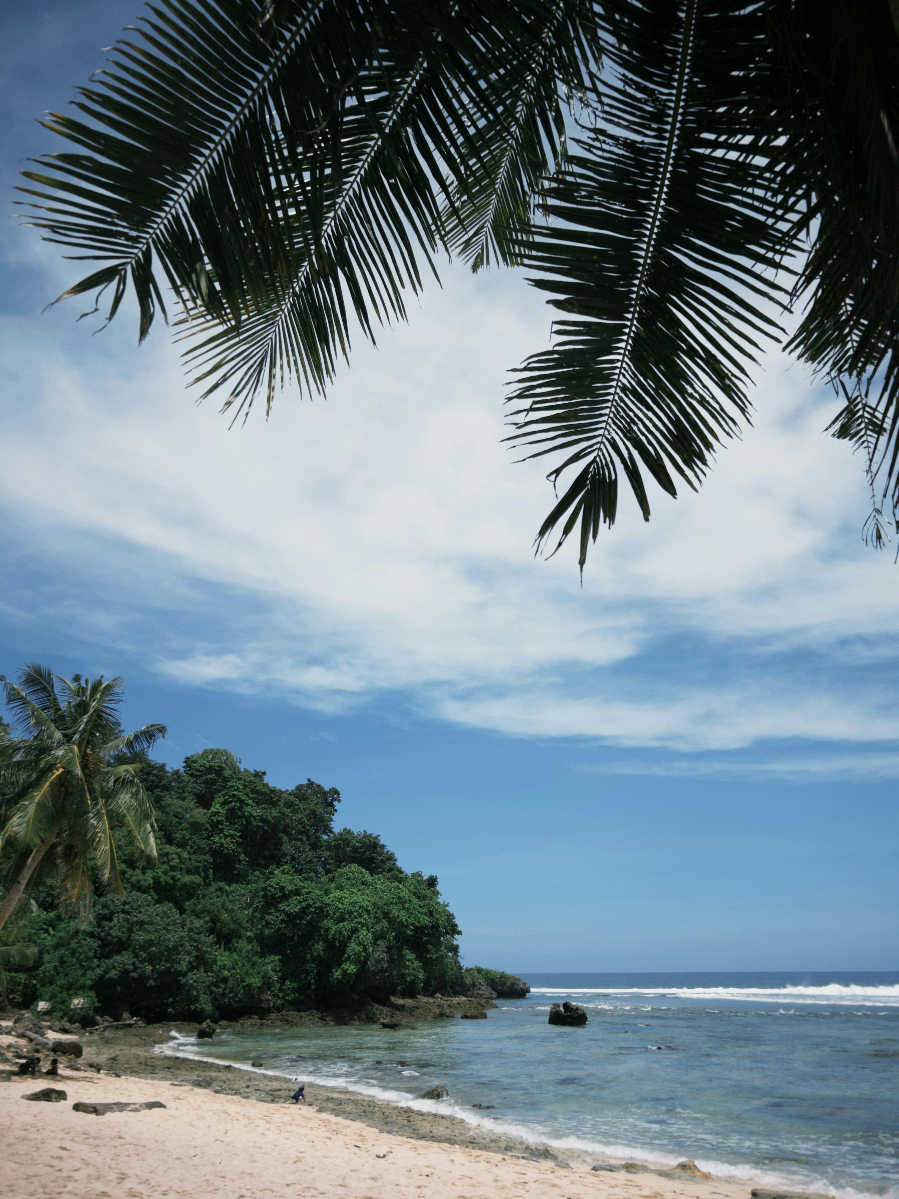 A serene tropical beach scene featuring lush palm trees and a bright blue sky over a tranquil ocean.