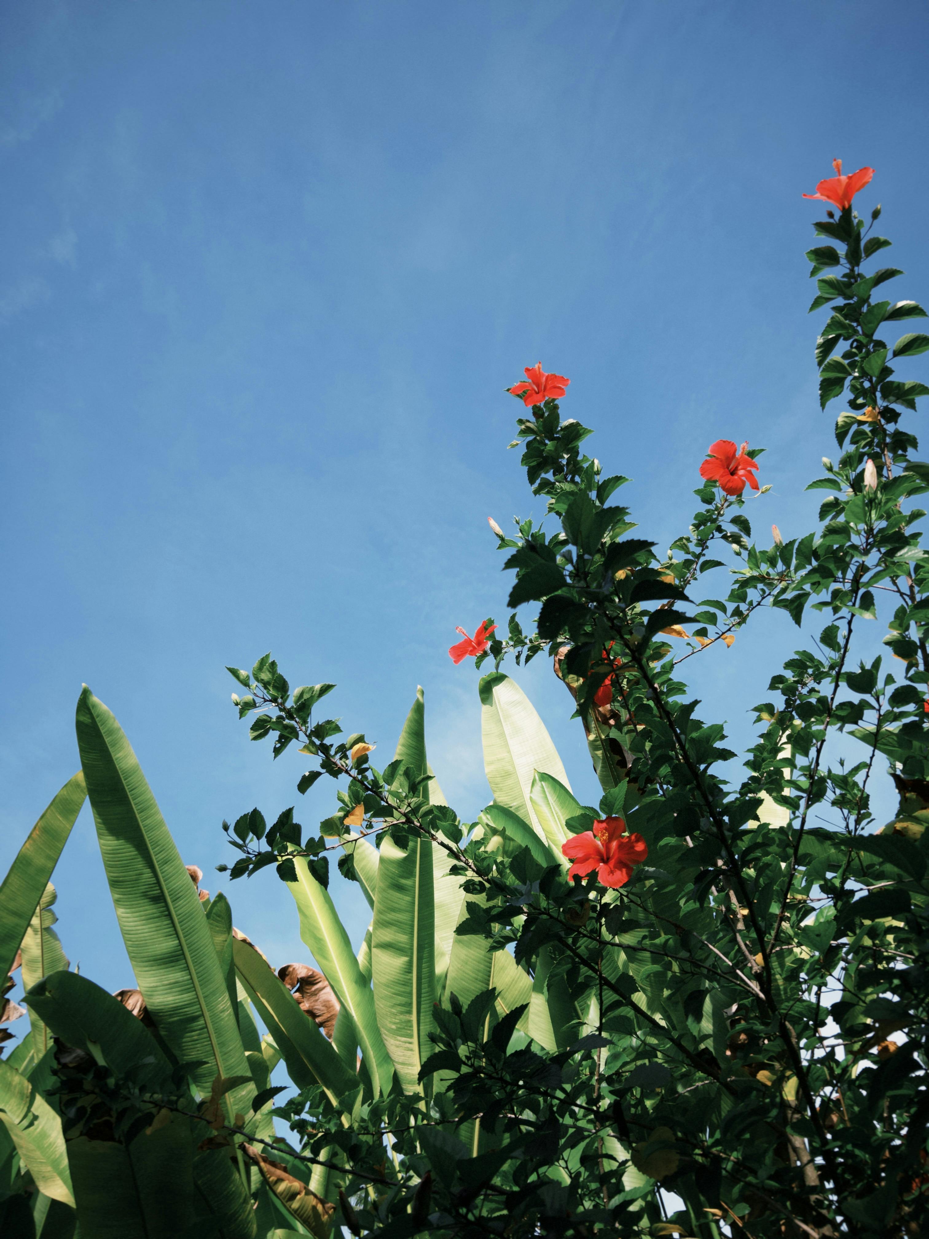 Lush tropical plants with bright red hibiscus flowers against a clear blue sky.