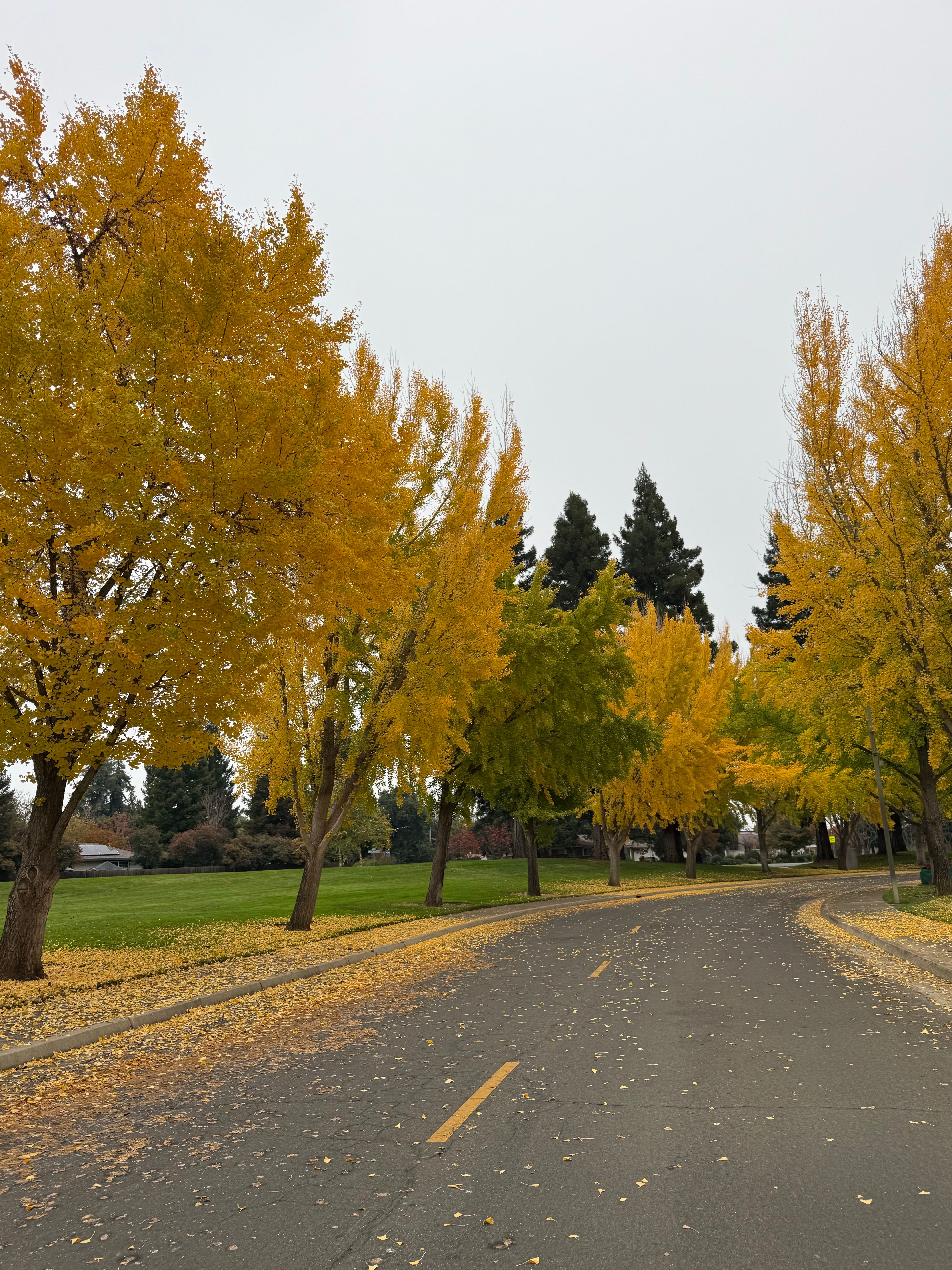 Serene Autumn Road with Golden Trees · Free Stock Photo