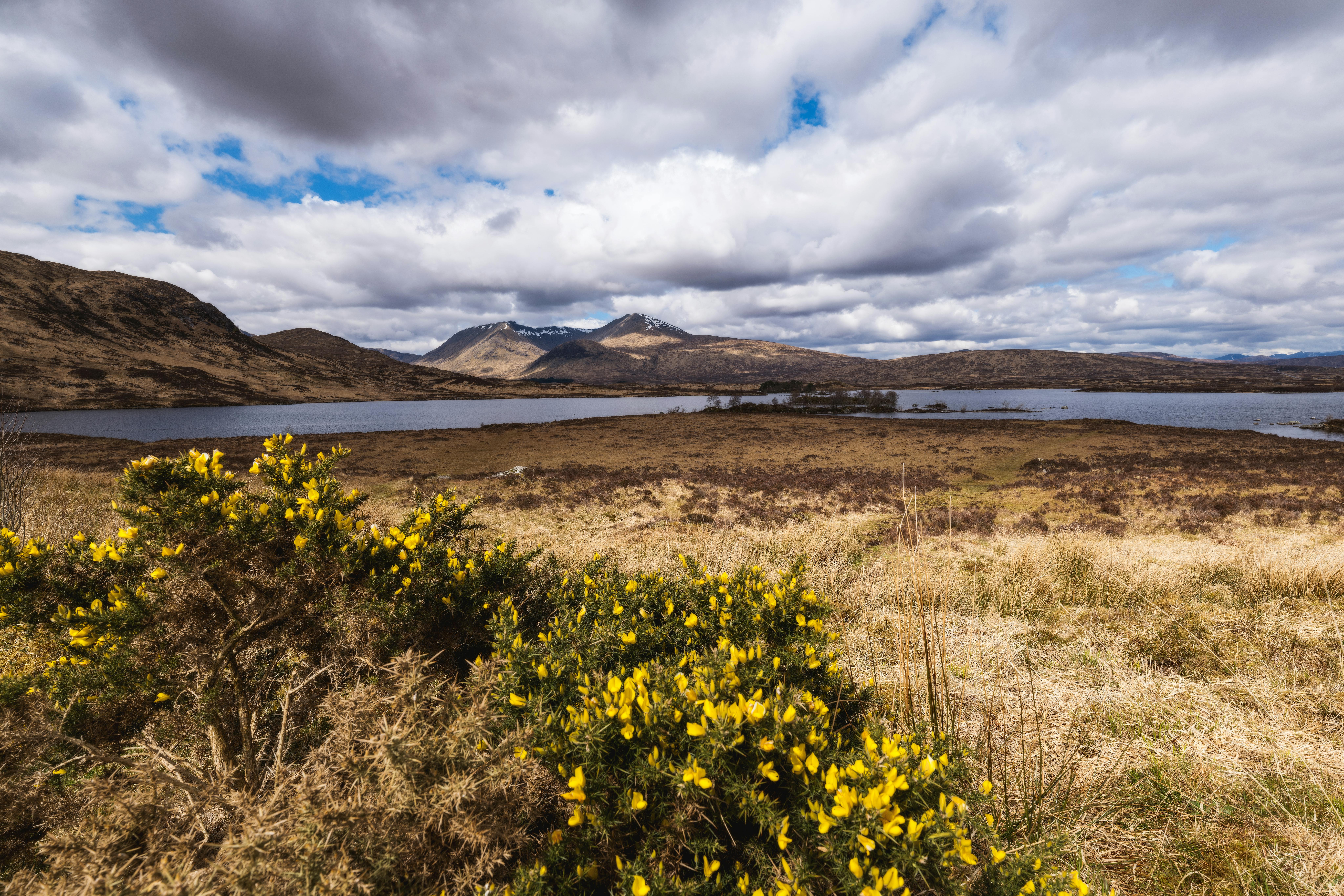 Viski, haggis ve İskoç cesareti