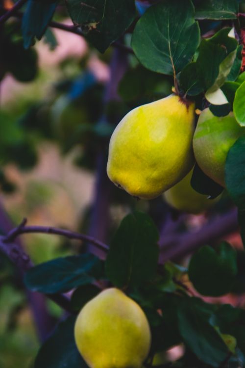 Free Close-up of ripening quince fruit on a leafy tree branch outdoors. Stock Photo