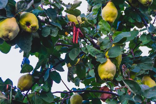 Free Vibrant shot of ripe quinces hanging on a tree amidst lush green leaves. Stock Photo
