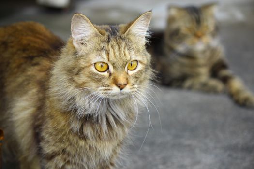 A close-up image of a brown furry cat with yellow eyes, sitting outdoors on concrete.