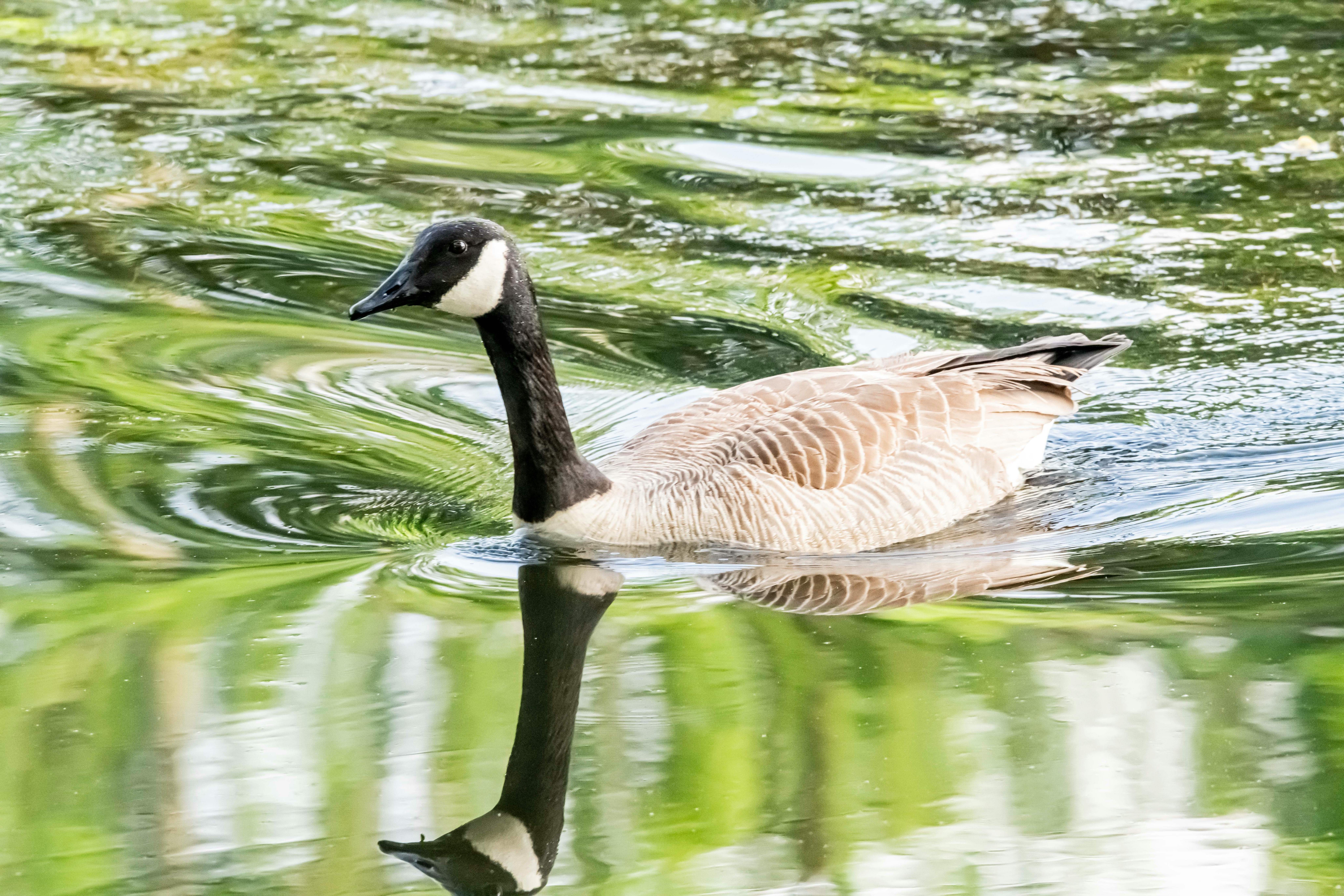 A peaceful Canada Goose gliding on a reflective pond surrounded by lush greenery.