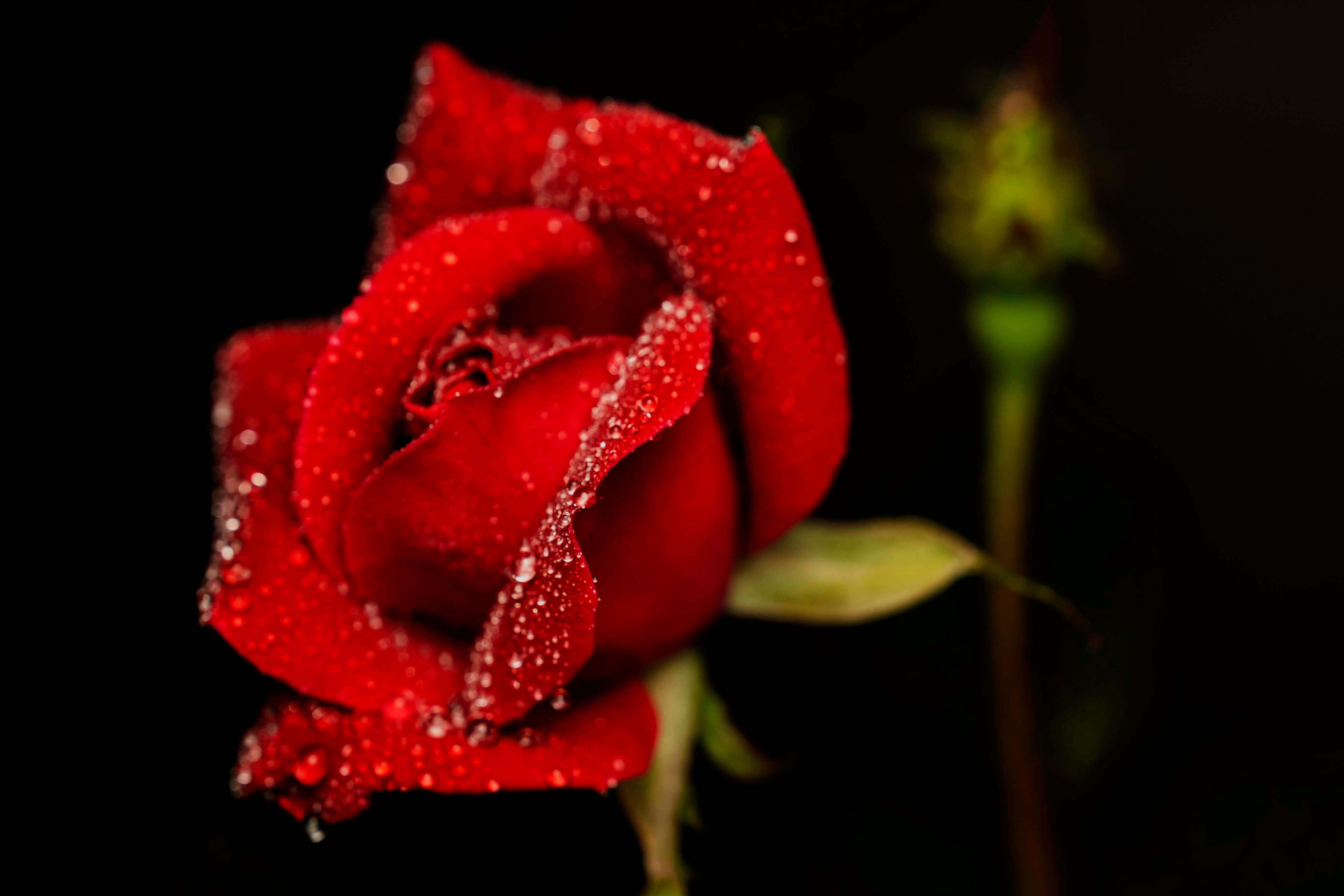 grátis Impressionante foto em close-up de uma rosa vermelha com gotas de orvalho nas pétalas contra um fundo escuro. Foto profissional