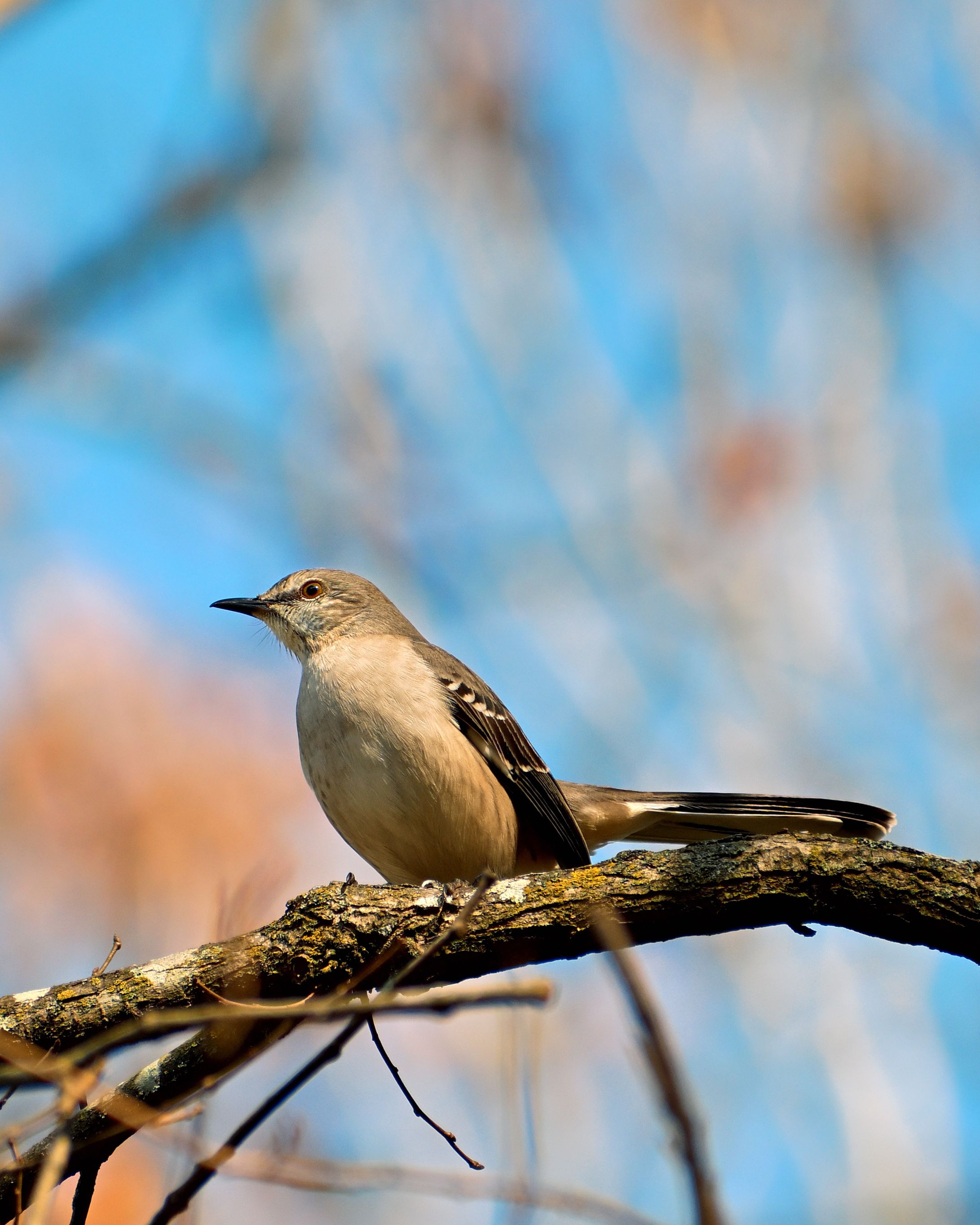 Bird Watching