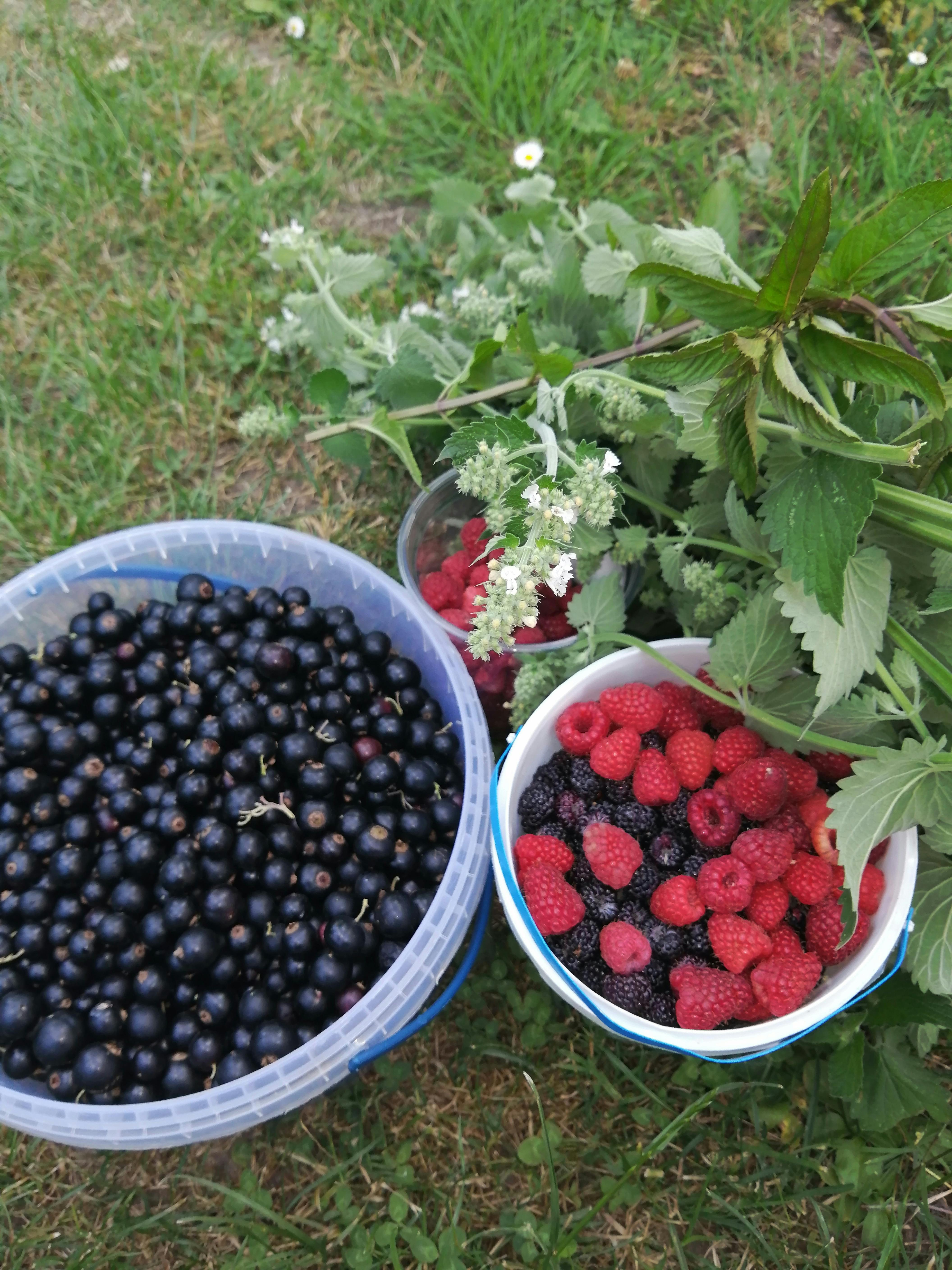 Extending the Freshness of Homegrown Berries: Pre-Harvest Care, Strategic Picking, and Post-Harvest Preservation for Longer Shelf Life