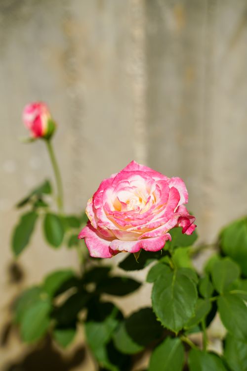Free Close-up of a bright pink rose with lush green leaves on a sunny day. Stock Photo