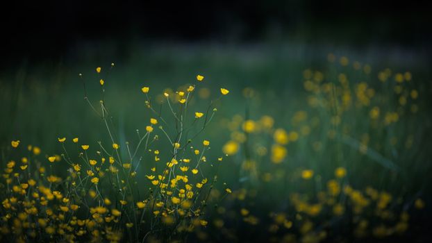 A serene close-up of yellow wildflowers blooming in a lush green field, creating a soothing springtime atmosphere.