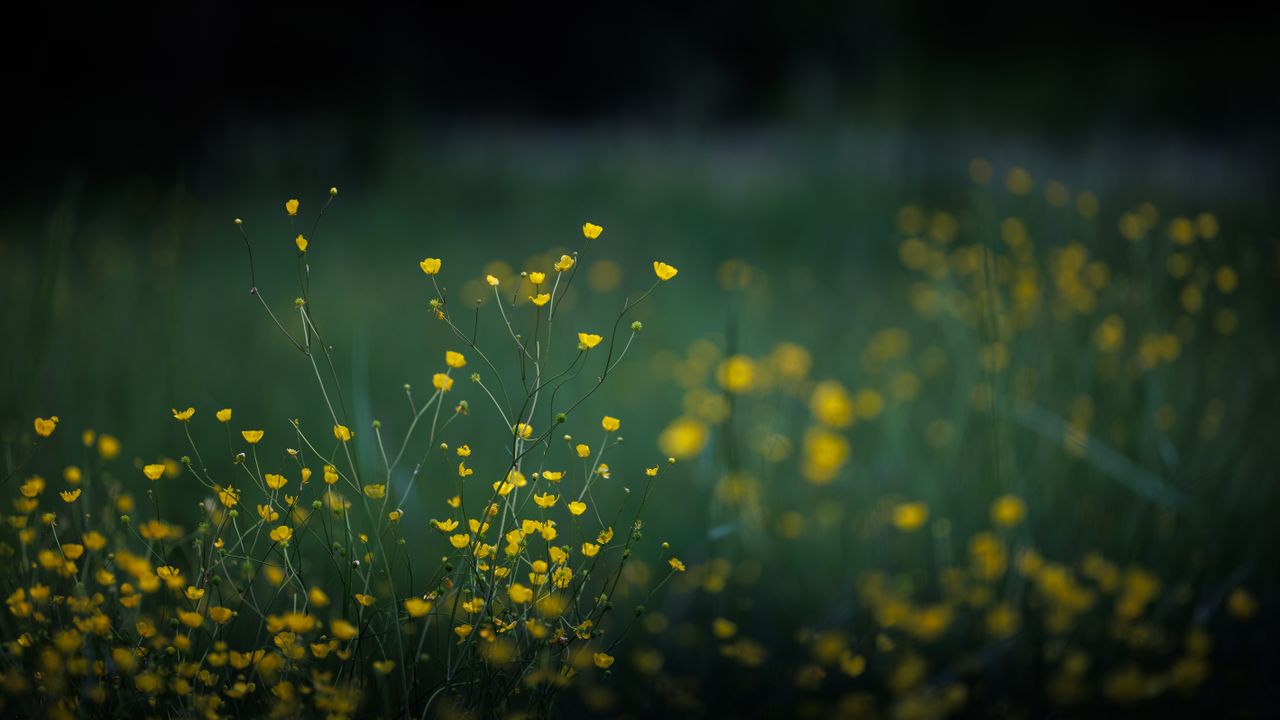 a serene close up of yellow wildflowers blooming in a lush green field