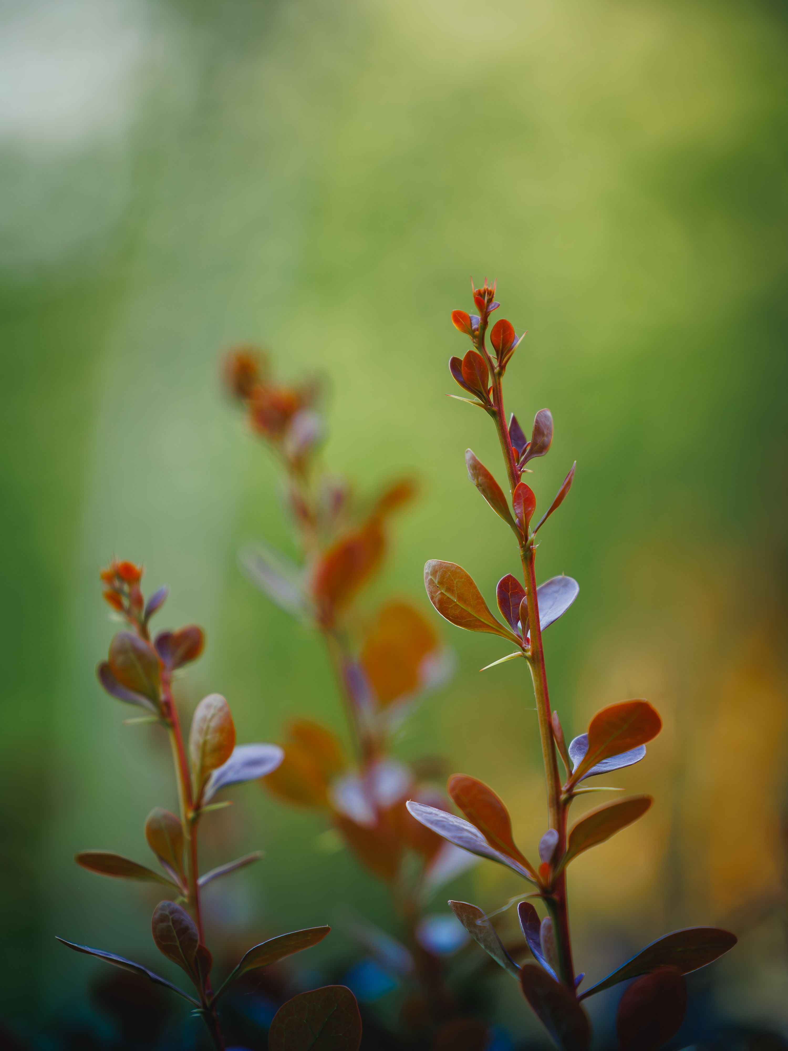 Vibrant Foliage in Soft Focus Nature Photography · Free Stock Photo
