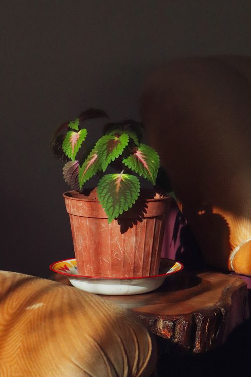 Free A vibrant potted plant basking in warm sunlight on a rustic wooden table, adding a cozy touch. Stock Photo