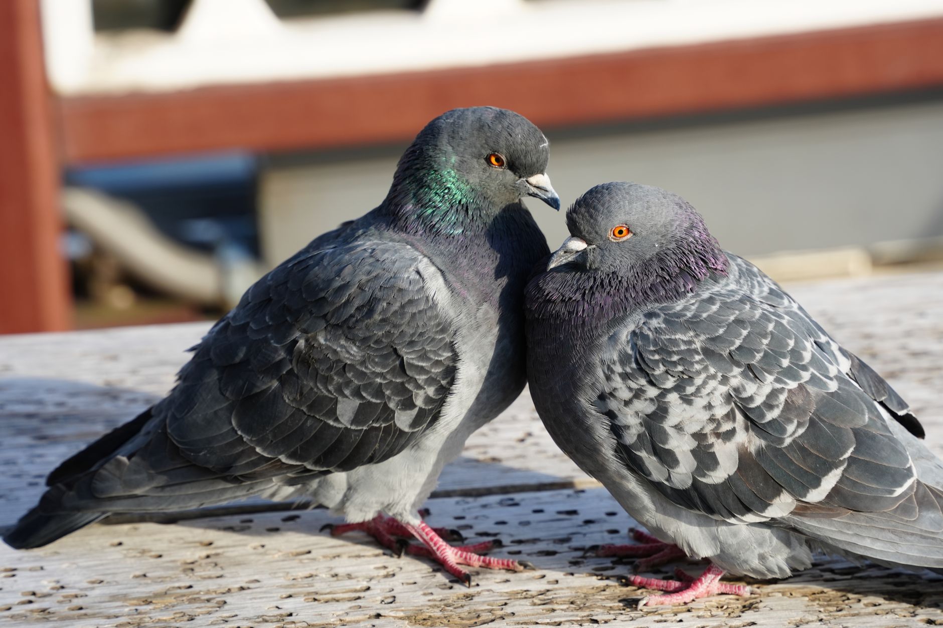 Two pigeons perched closely on a rooftop in Shinagawa, showcasing their detailed plumage.