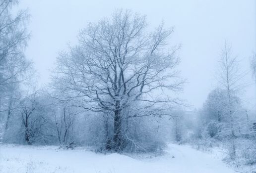 A serene winter forest with snow-covered trees, creating a tranquil snowy landscape.