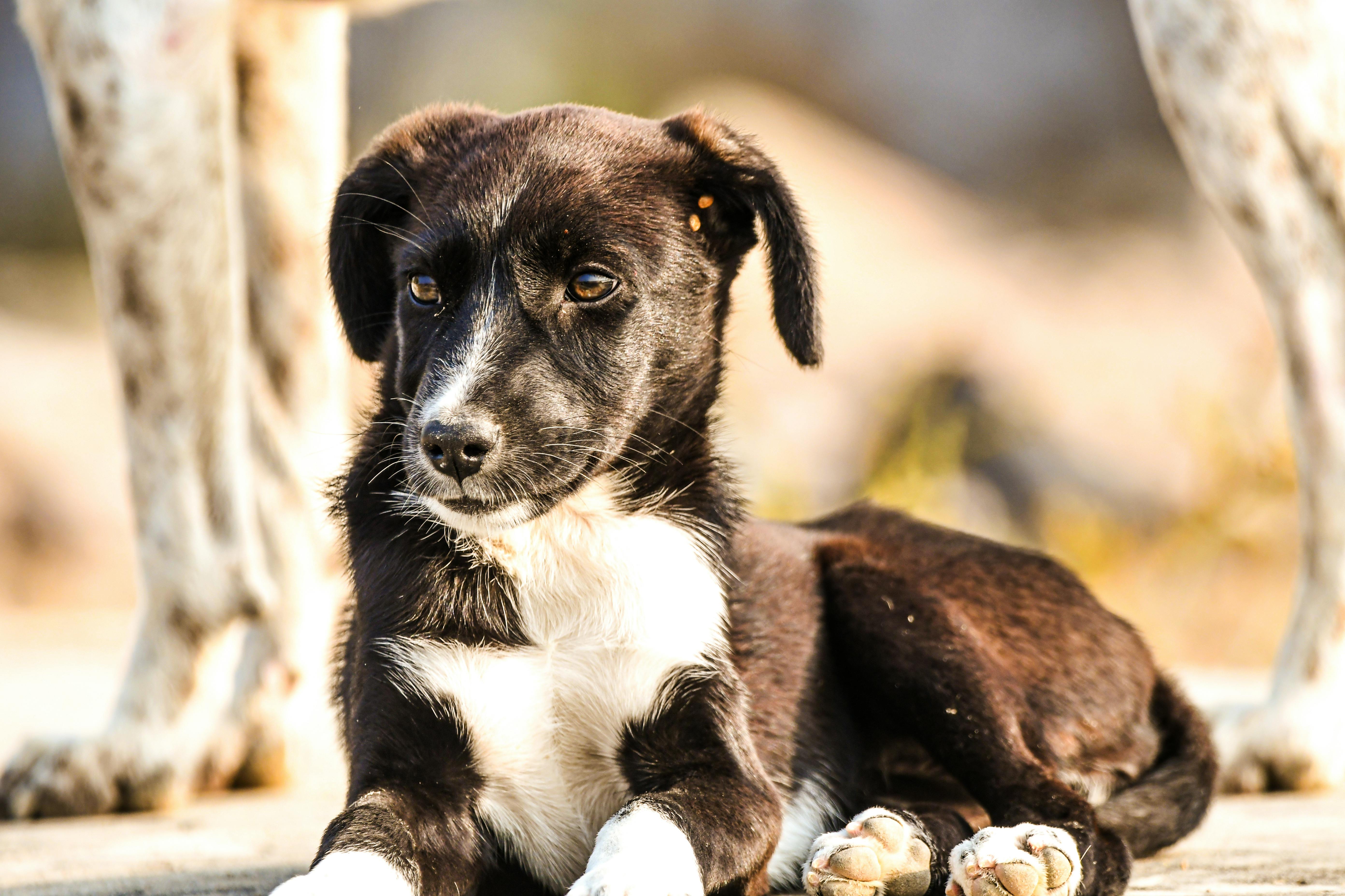 pet care, pet health, pet safety, pet grooming — Photo by Amit Rai on Pexels
