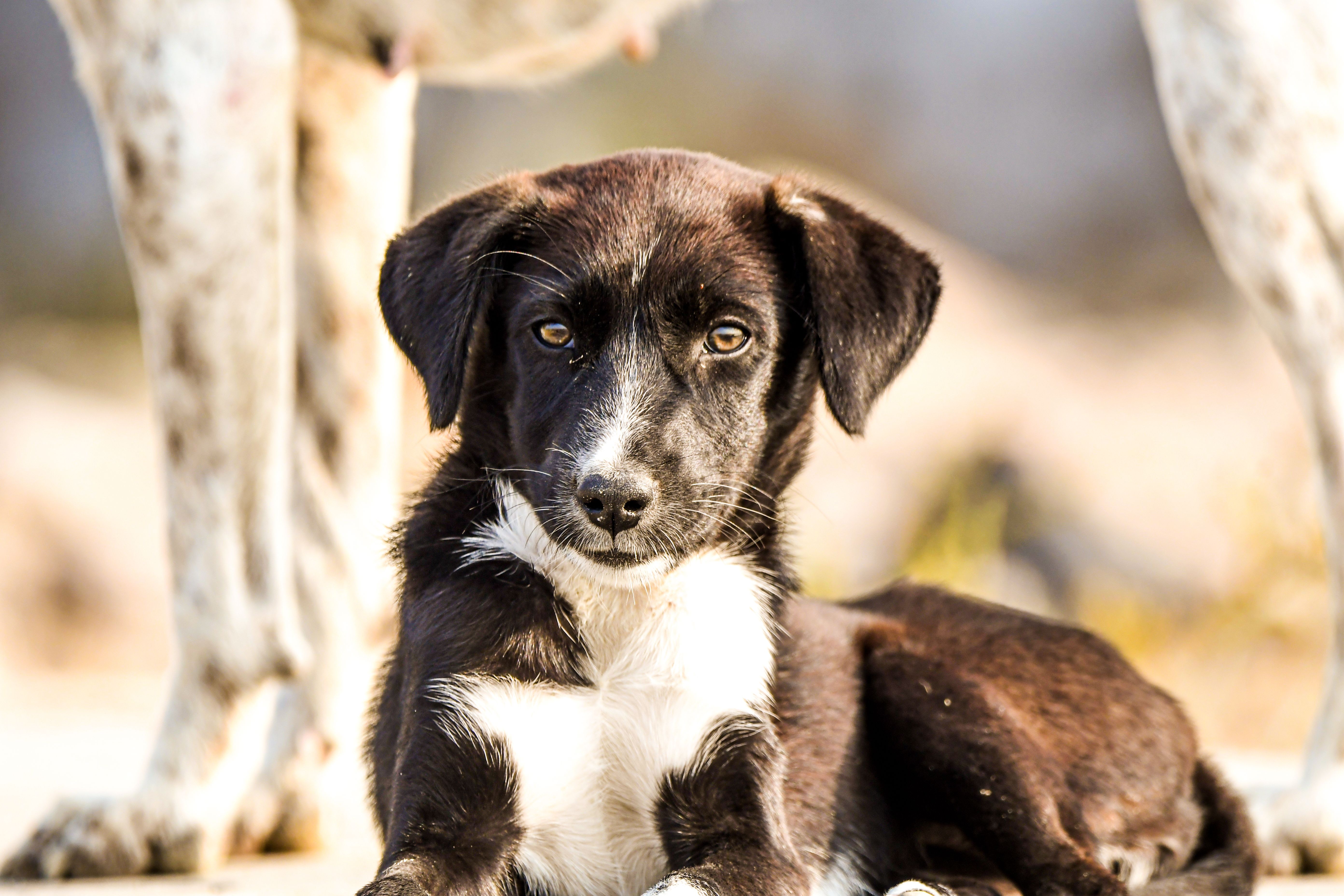Healthcare and wellness consultation for a dog