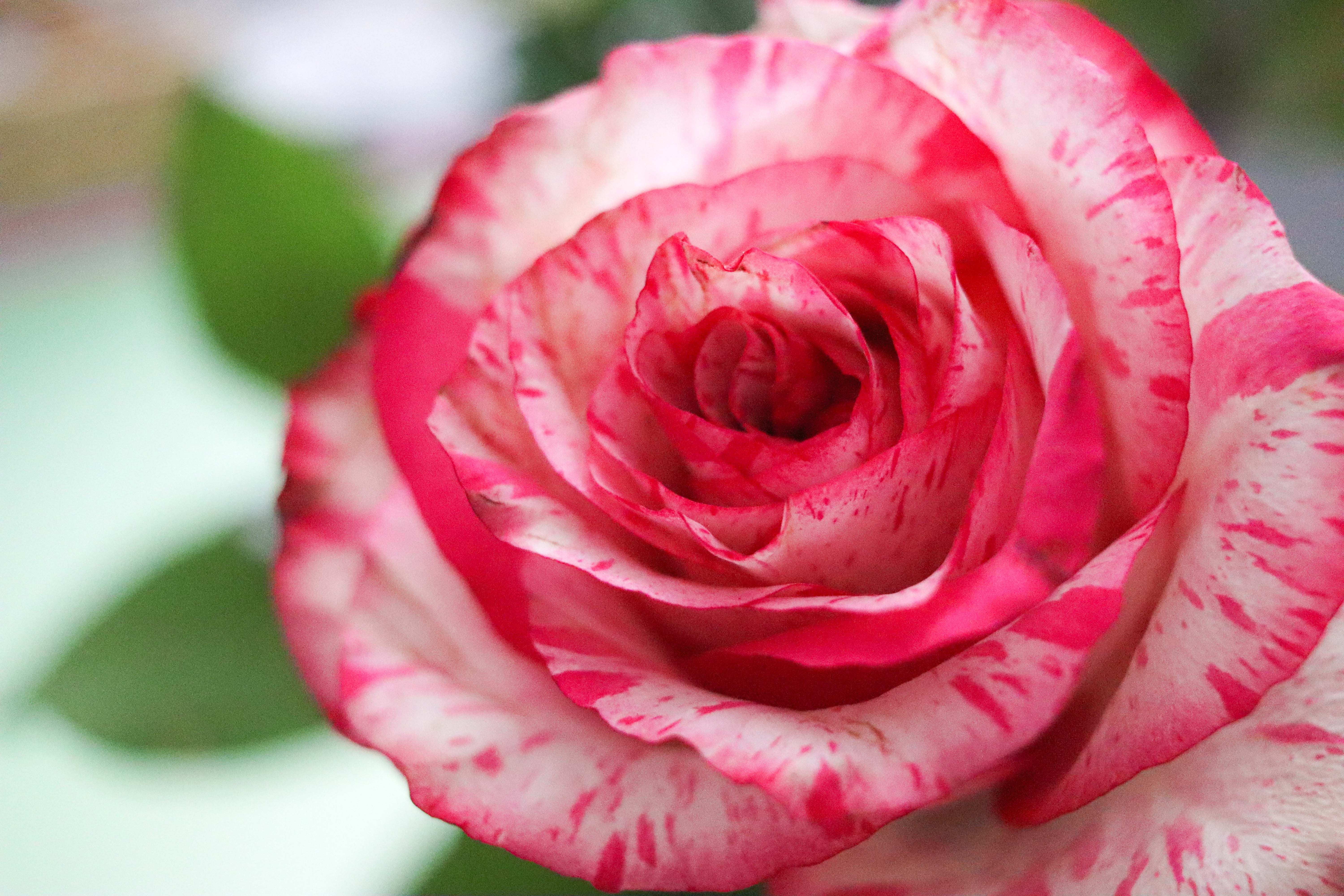 Close-up of Pink and White Rose Petals · Free Stock Photo