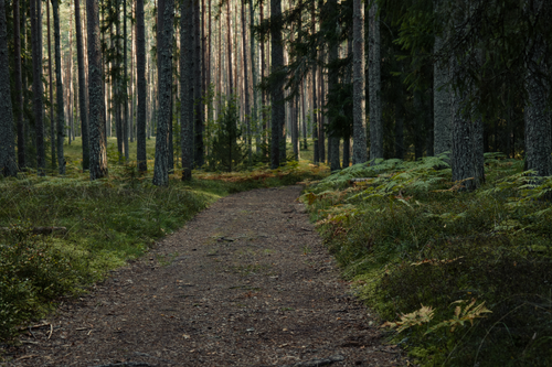 Free A peaceful woodland trail meandering through a lush, coniferous forest. Stock Photo