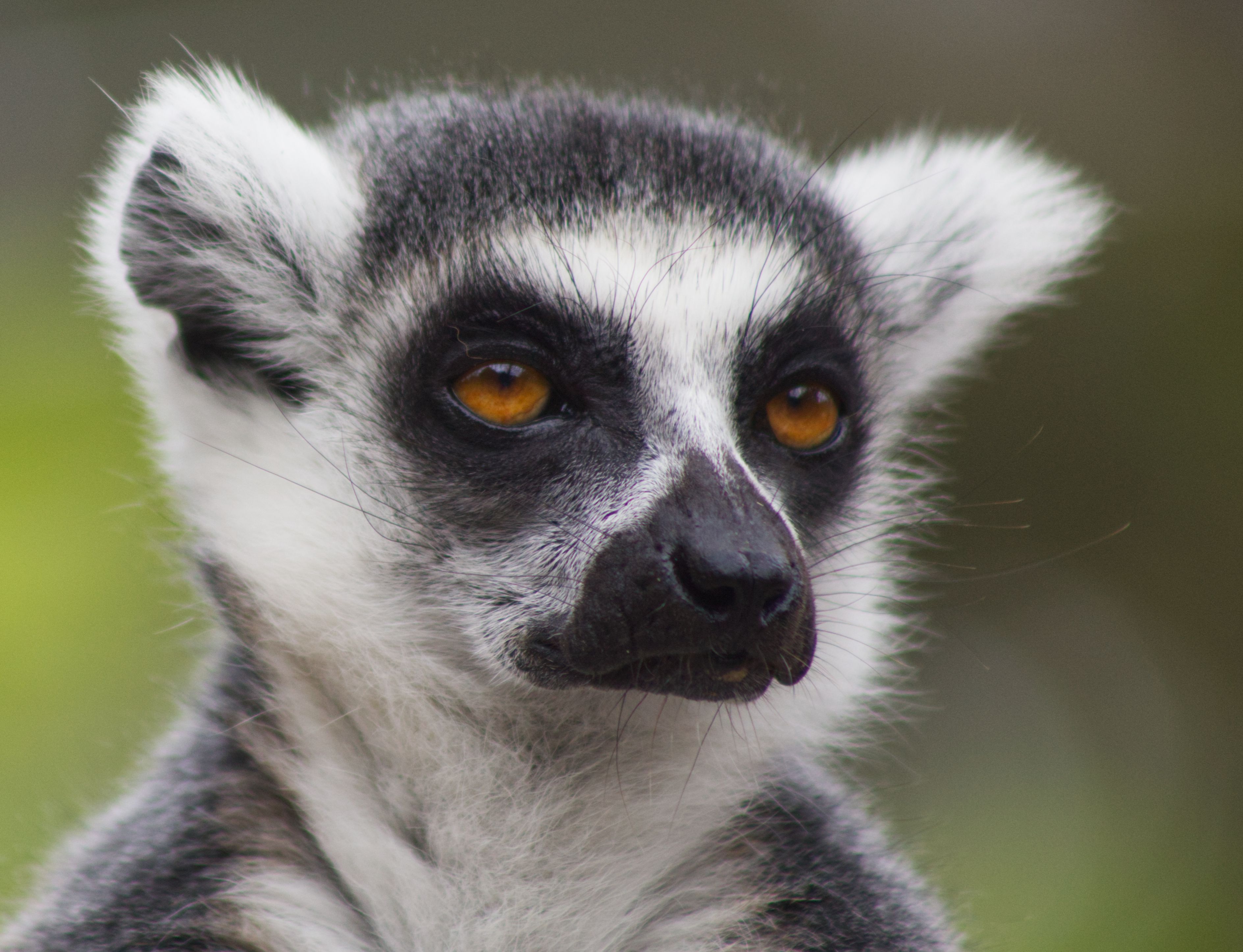 Photo of Madagascar