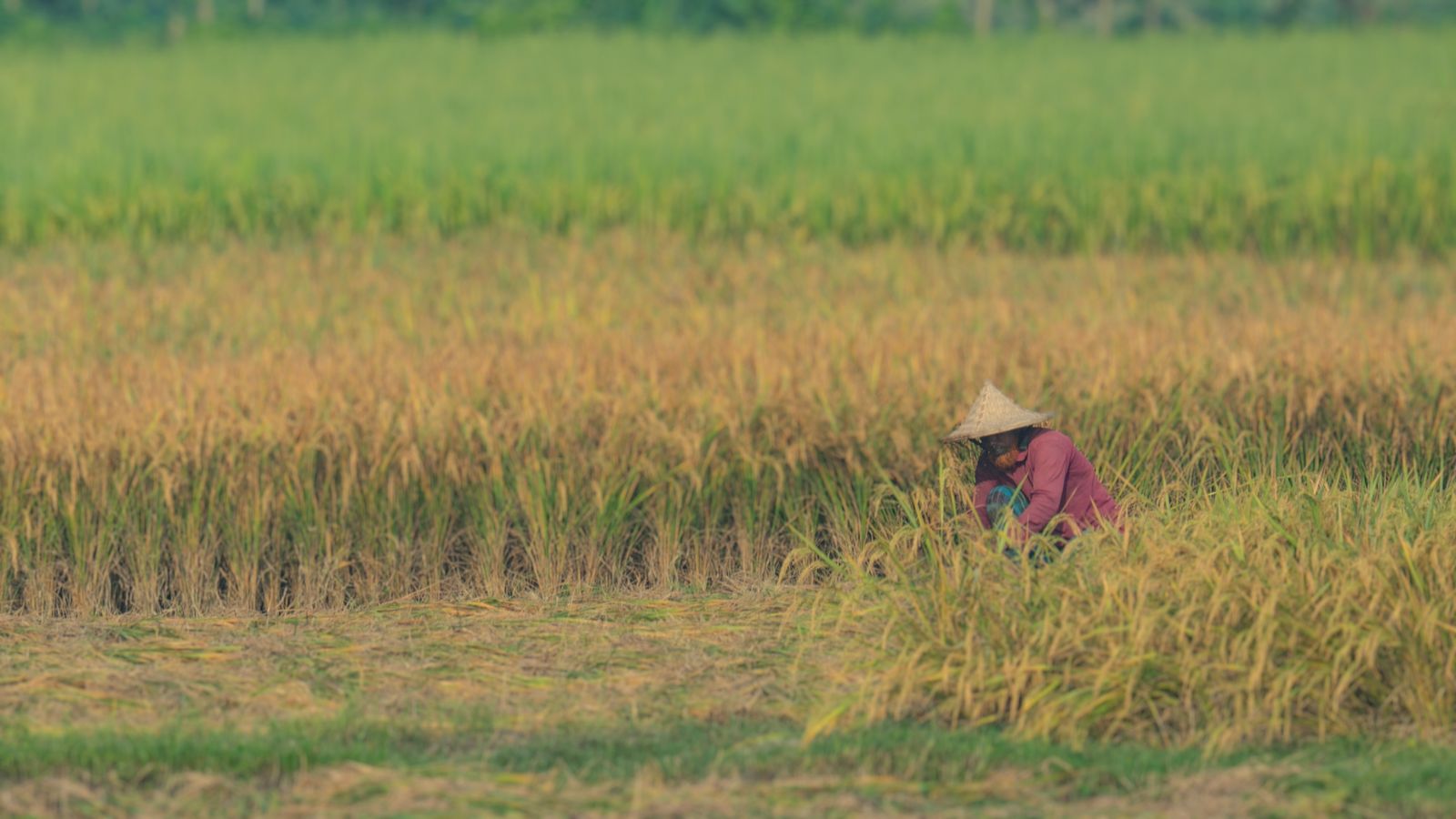 Agriculteur récoltant du riz dans une rizière verte et dorée