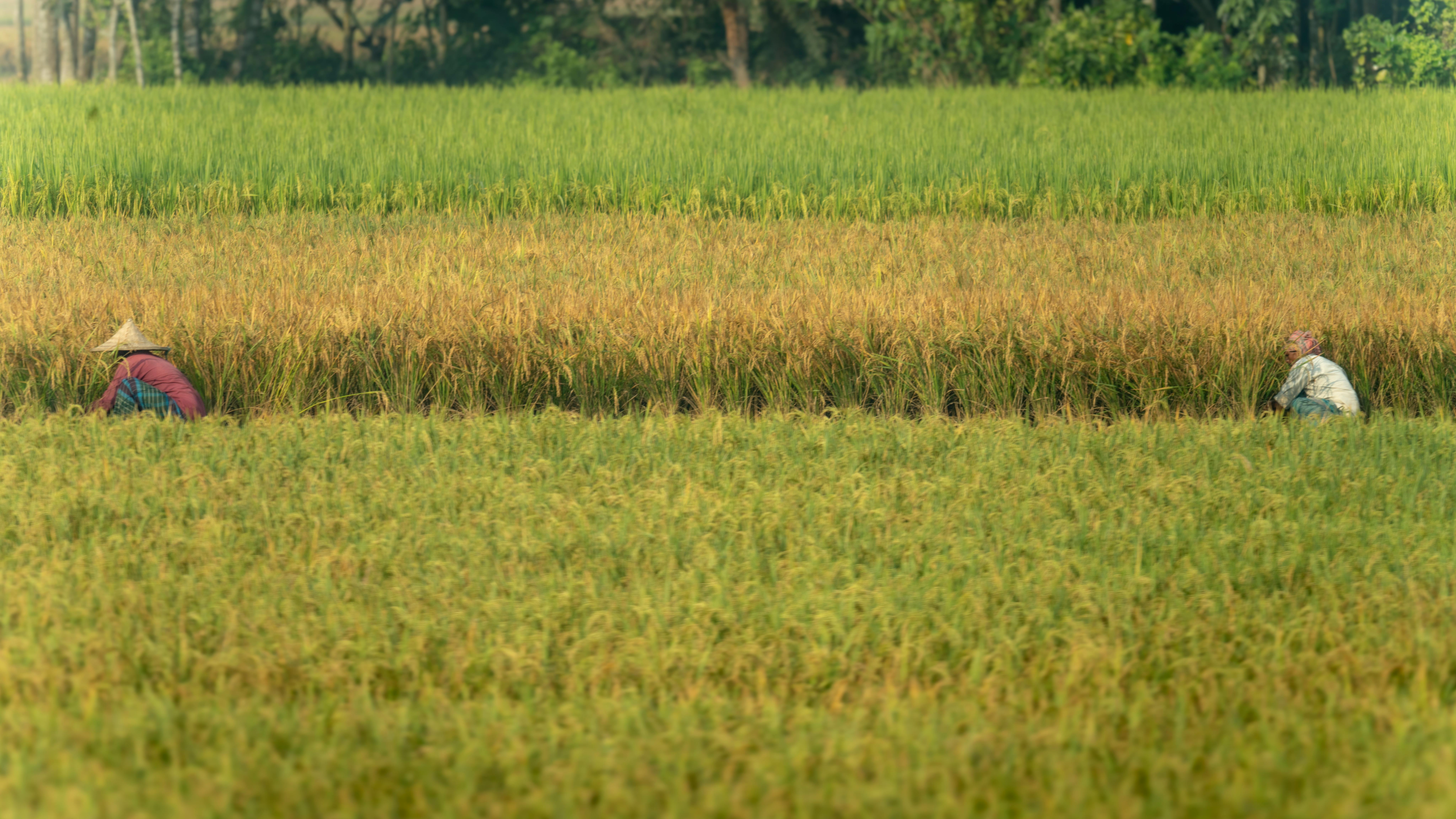 Agribisnis Modern: Cara Kerja Petani Muda Raih Untung Berlipat