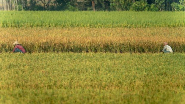 Two farmers tending to lush rice fields during harvest season, showcasing agricultural life.