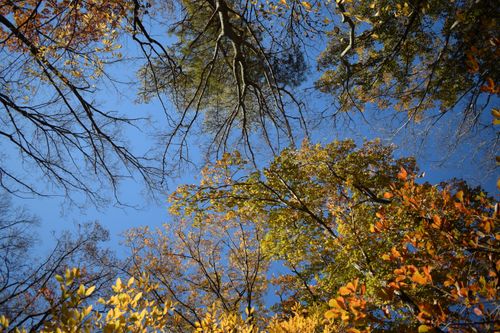 Free Colorful autumn leaves and bare branches stretch into a clear blue sky, capturing the essence of fall. Stock Photo