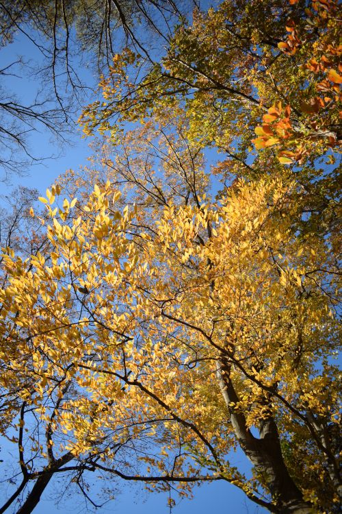 Free Golden yellow autumn leaves against a crisp blue sky, capturing the essence of fall. Stock Photo