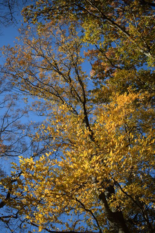 Free Vibrant yellow autumn leaves on tall trees under a clear blue sky in fall. Stock Photo