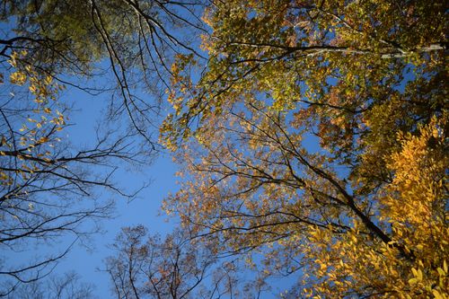 Free Stunning view of fall foliage with colorful leaves against a clear blue sky. Stock Photo