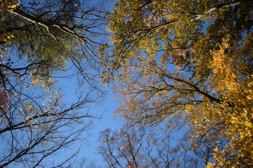 Free Looking up at colorful autumn trees with a bright clear blue sky background. Stock Photo